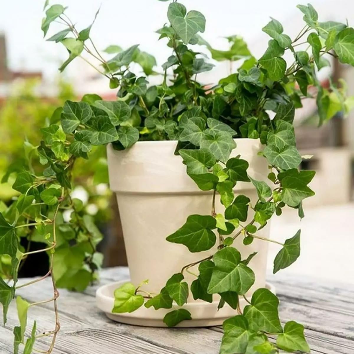 Green English Ivy Live Plant, Hardy Ivy Plants in 4 Inch Pot, Outdoor Indoor Garden