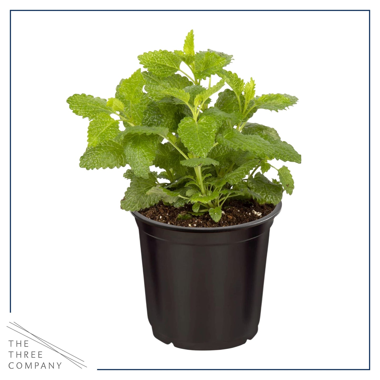 Live Aromatic and Edible Herbs - Assorted Varieties (4 Per Pack) - Lemon Verbena, Eucalyptus, Mint, Lavender - 6" Tall by 3" Wide in 1 Pint Pot