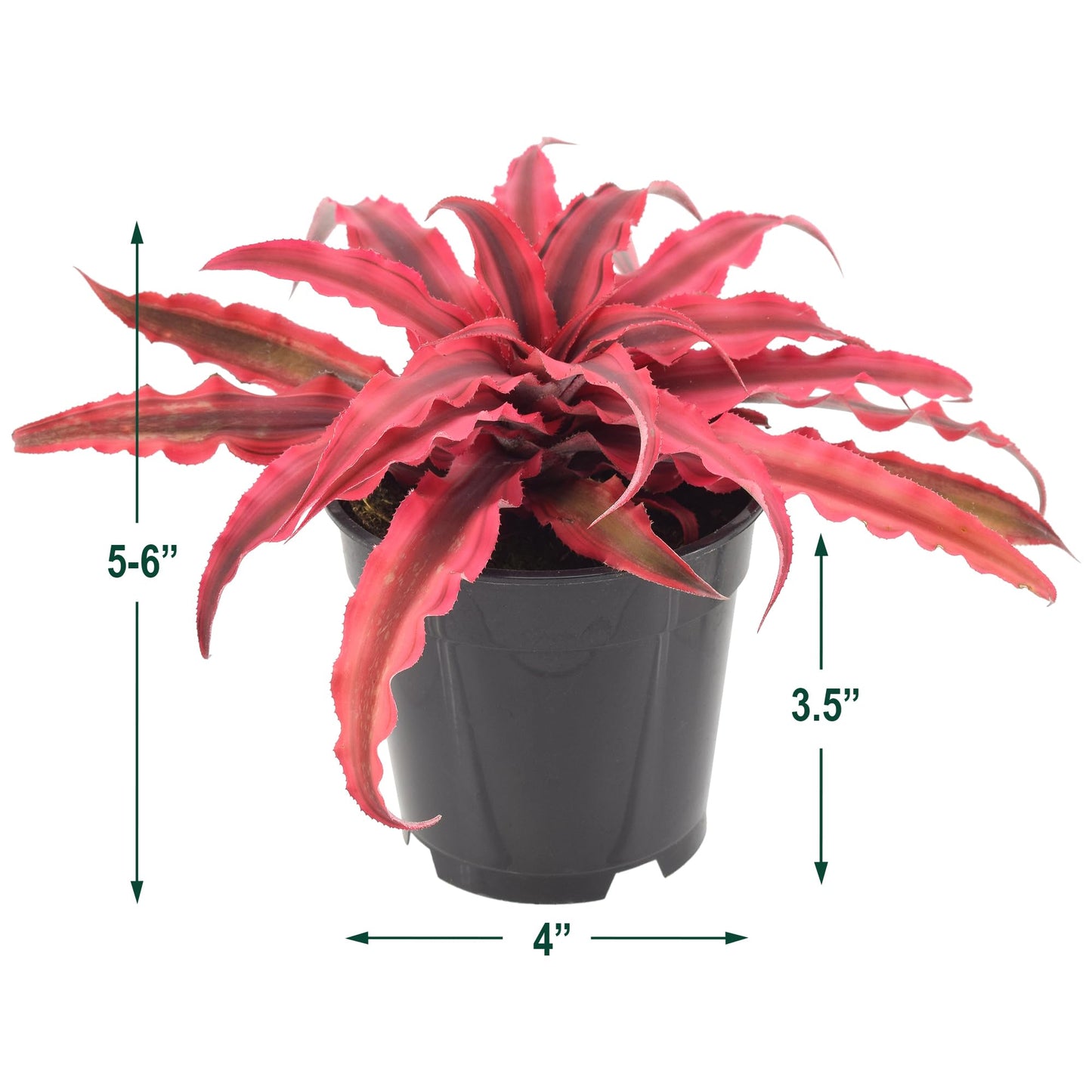Cryptanthus Super Pink Earth Star Live Indoor Plant in 4 in. Plastic Grower Pot **Cannot Ship to California and Hawaii***