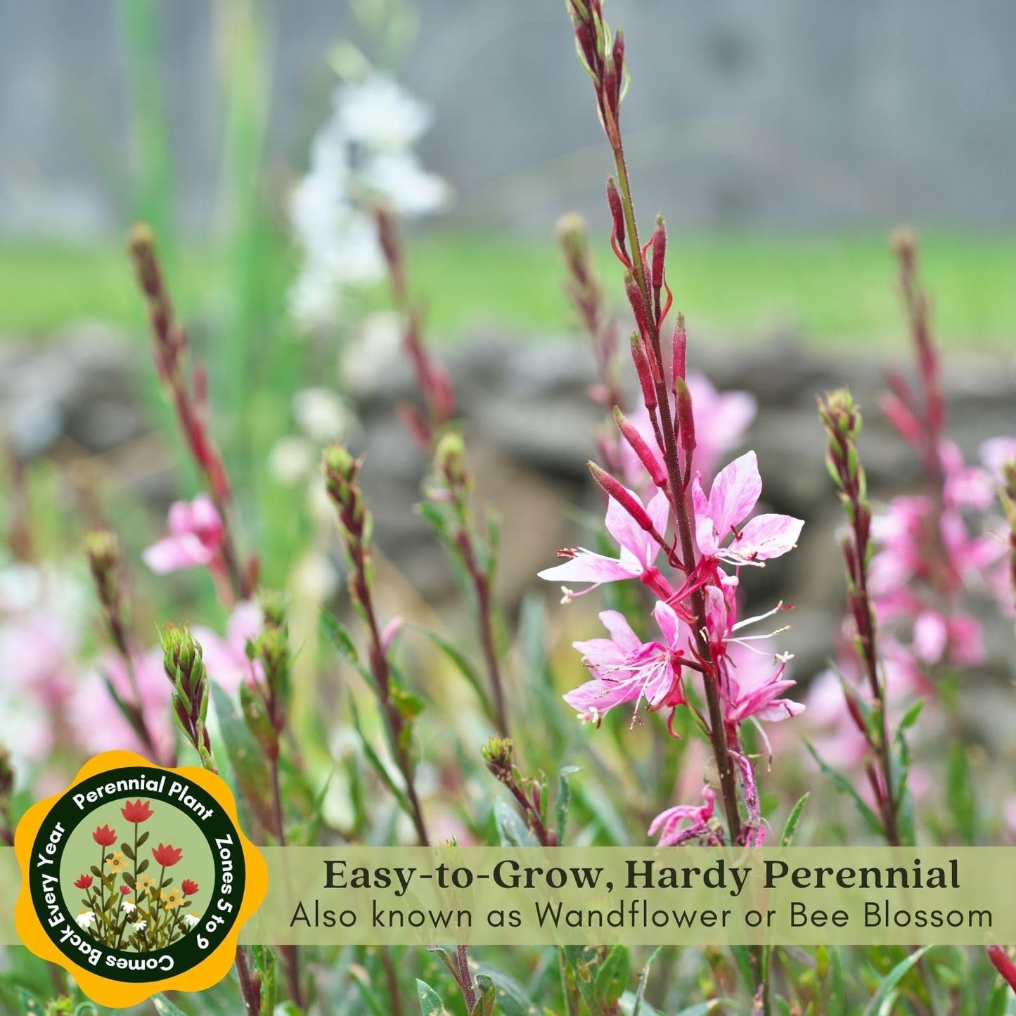 Clovers Garden Gaura Siskiyou Pink Plants - Two (2) Live Plants – Non-GMO - Not Seeds - Each 4" to 8" Tall – in 4" Inch Pots - Perennial, Pollinator Friendly, Continuous Blooms
