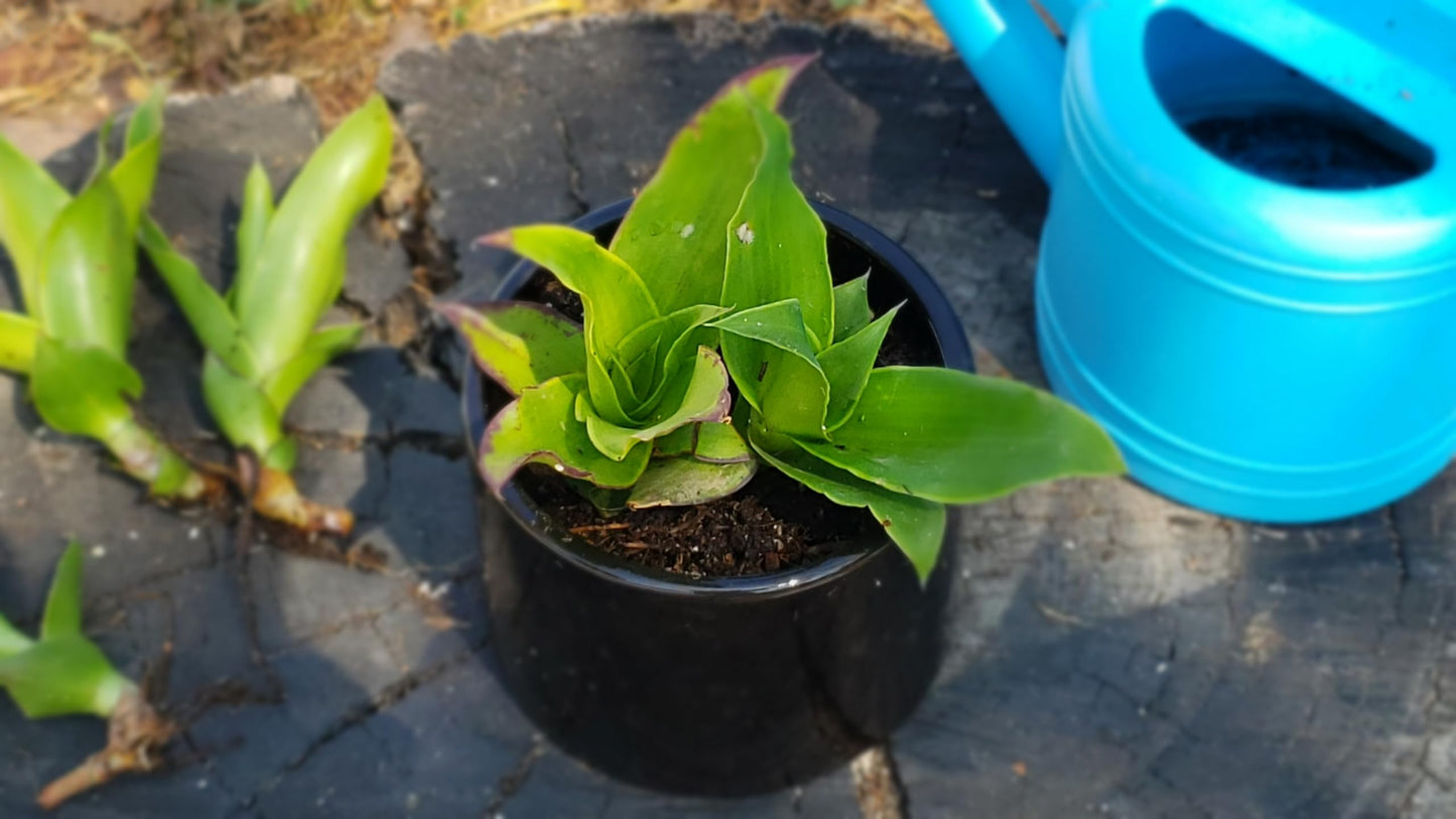 5 Callisia Fragrans, Basket Plant Live Cutting, House Plant Live, 5-7 inches Tall Easy to Plant. in House Plant. Nice Green in desks..Friends to Animal Easily to take Care.