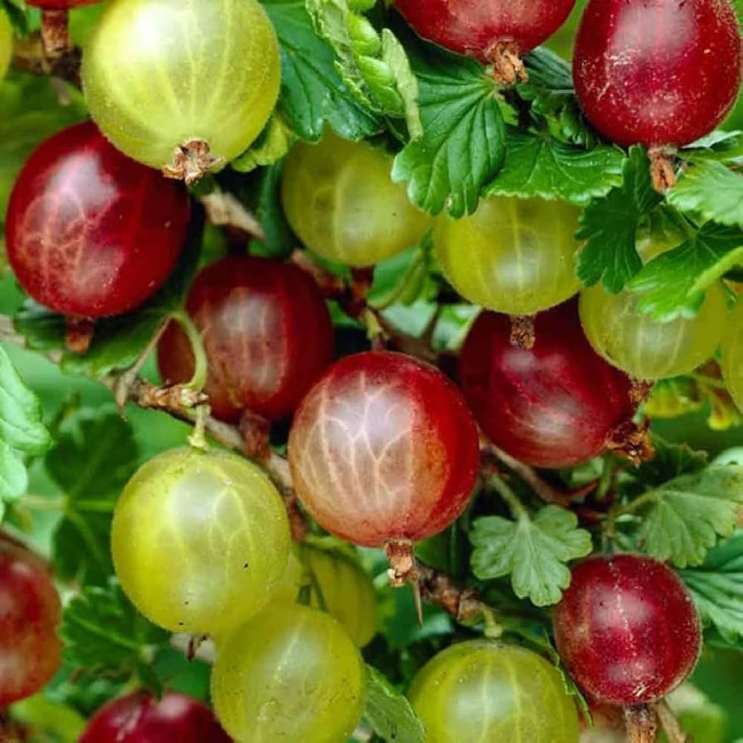 Gooseberry Plant Live, 5-9 Inc Tall, Sweet Gooseberry Bush Live Plant Well Rooted, Berry Plant Live for Planting