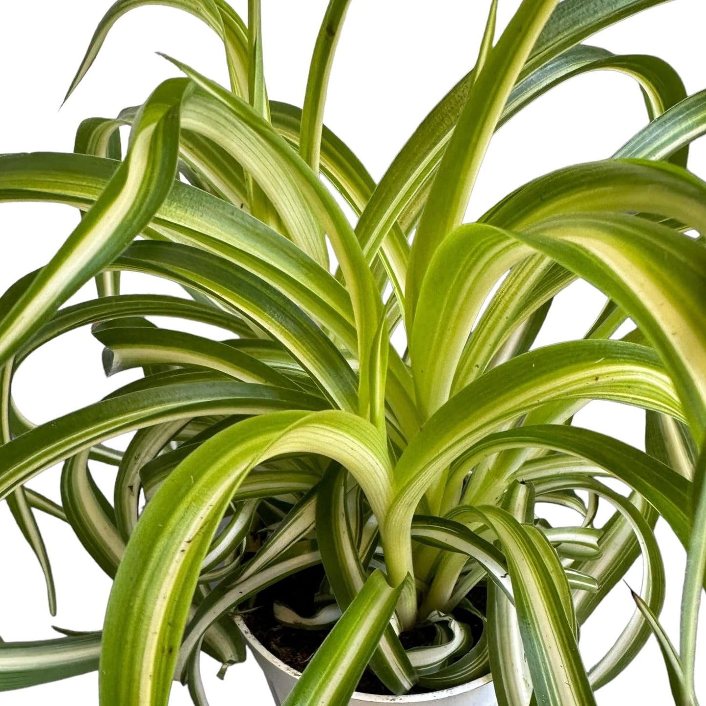 Bonnie Curly Spider Plant, Variegated Curly Leaves, Easy to Care and Grow Attractive Plant in 4 inch Pot - Hopewind Plants Shop