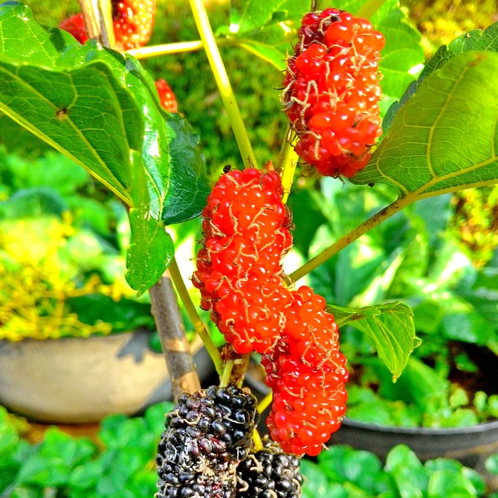 Mulberry Tree Live Plant, Mulberry Plant, Sweet and Edible Mulberries Fruit Seedlings for Patio and Garden, 6 to 8 Inches Tall (Red)