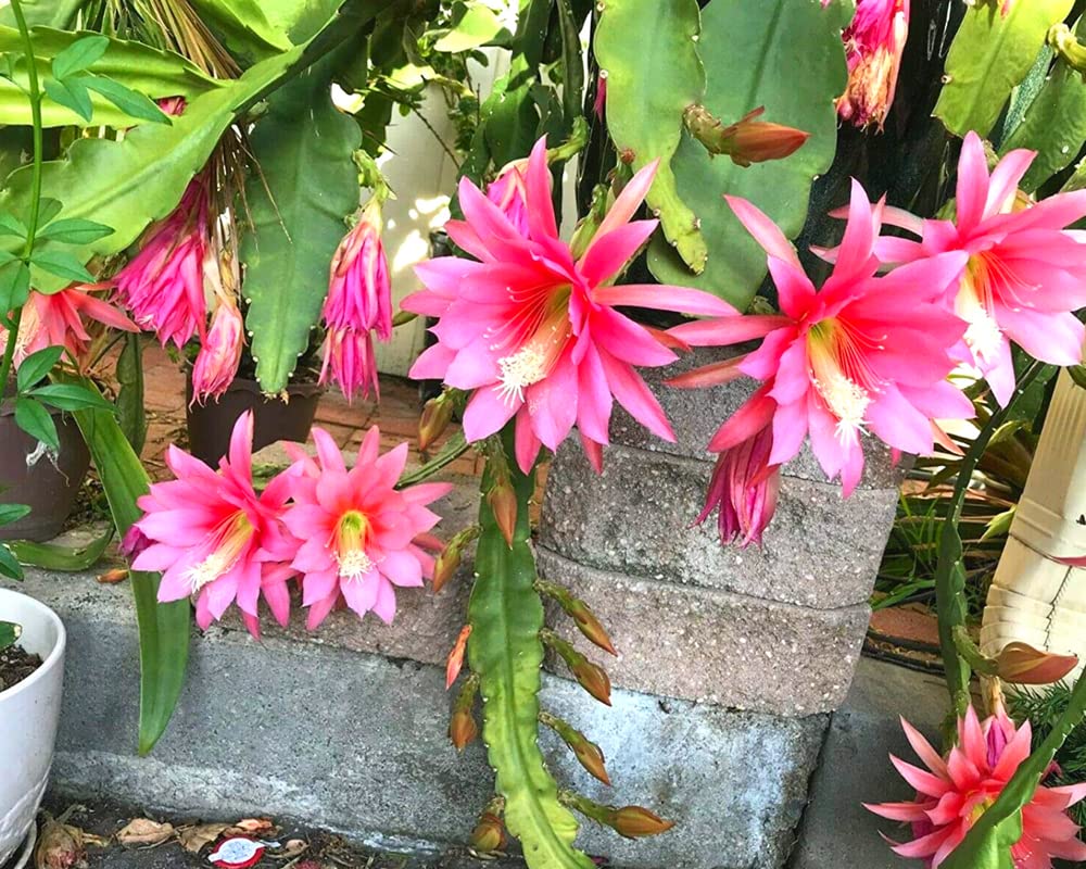 (6) Mix Epiphyllum Orchid Cactus Cutting for Growing Indoor/Outdoor - Ornaments Perennial Garden Simple to Grow No Pots