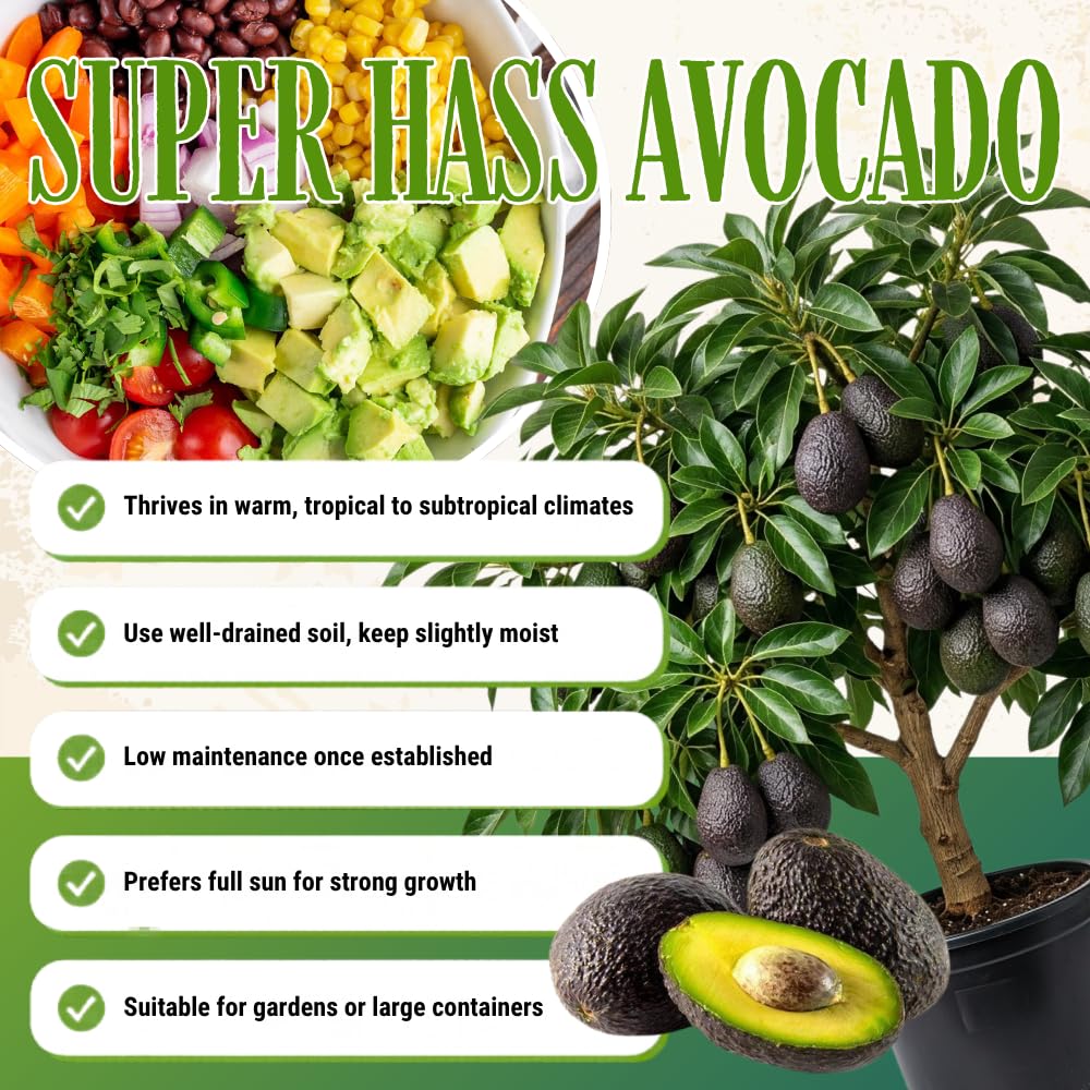 Super HASS Avocado Plant Live, Avocado Fruit Tree in 3 Gallon Pot, Cold Hardy Avocado Plant for Container or Garden, 1-2 Feet Tall, No Ship to CA