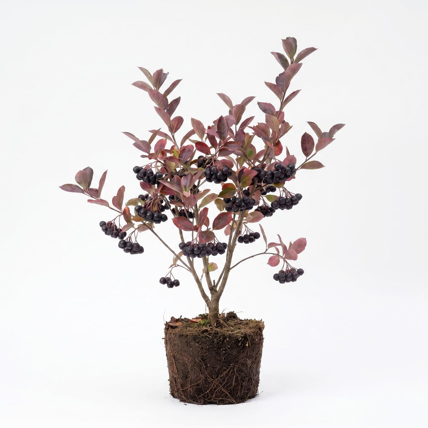 Chokeberry Tree Live Plant, Black Aronia Berries Tree 1.5-2 Feet Tall, Hardy Edible Berry Fruit Plant for Planting Outdoor