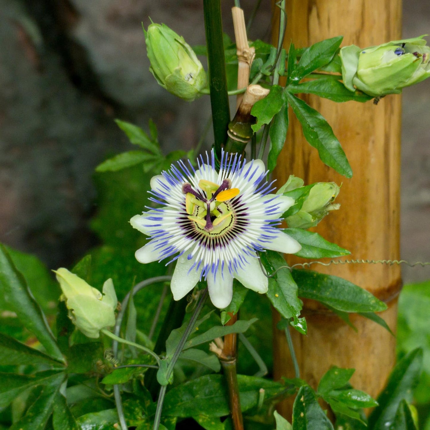 Set 2 Passion Flower Plants Live, Well Rooted Passiflora Flowering Vine 4-7'' Tall, Vibrant Blooms for Garden or Containers (White Blue)