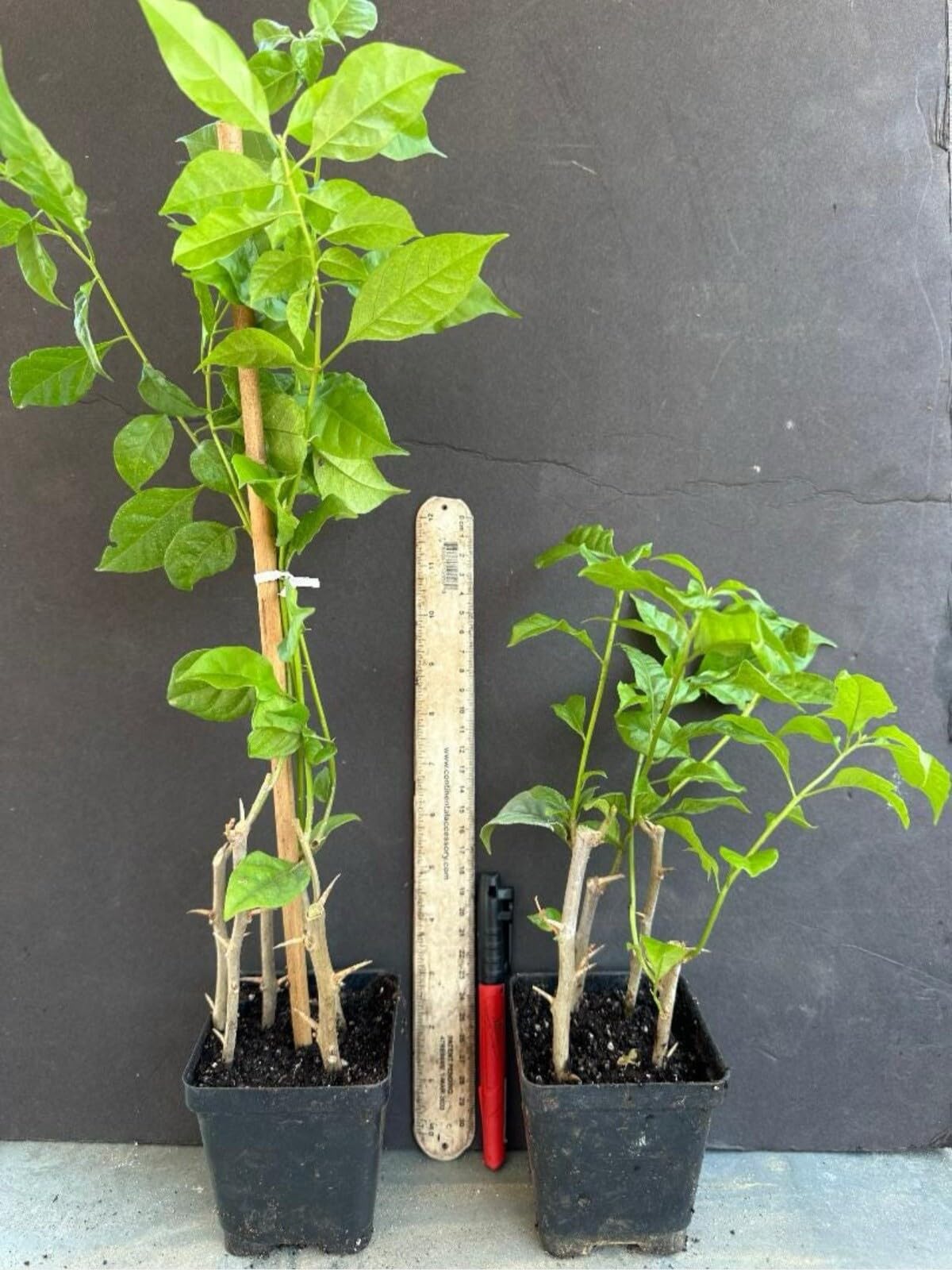 Live Plant - 4” Pot of Imperial Thai Delight Bougainvillea Plant