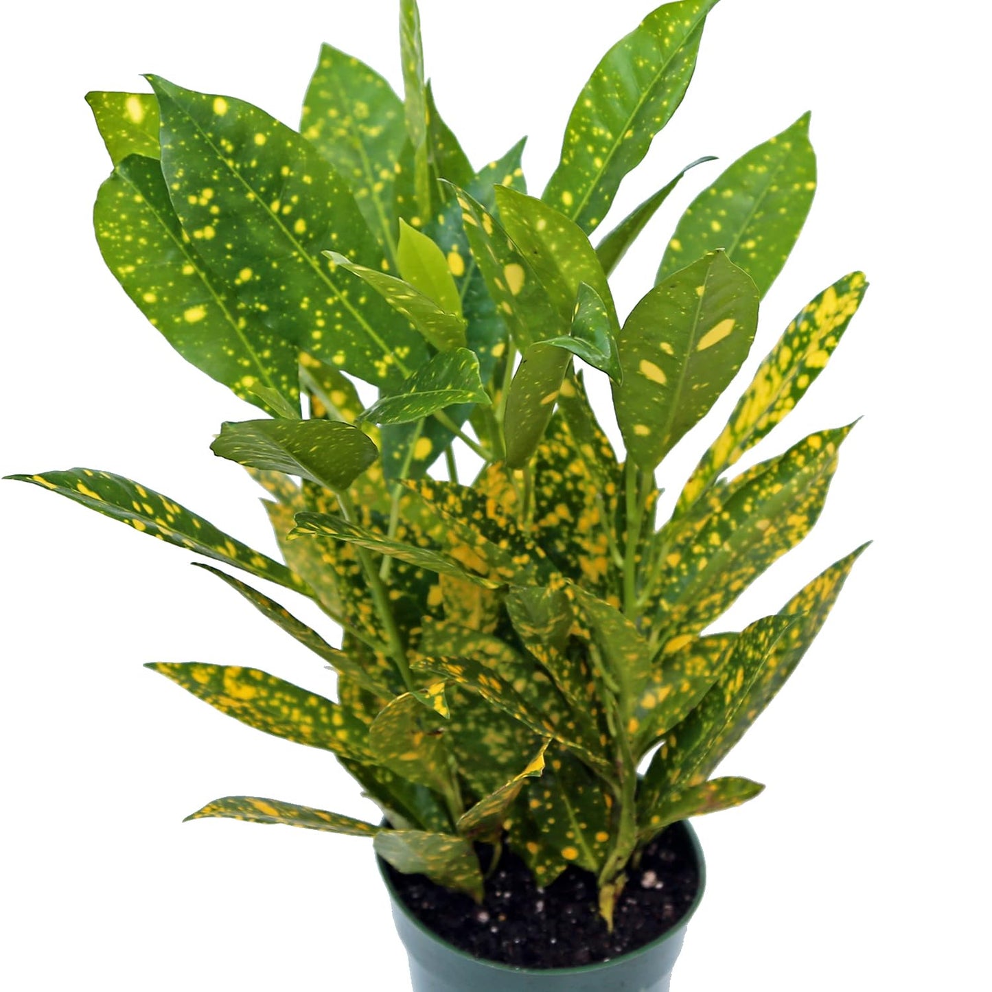 4 Pack Live Croton Gold Dust, Indoor Potted Houseplant, Housewarming Gift, Plant Lover Gift, Christmas Gift, Birthday Gift, Office Plant in 4" Pot