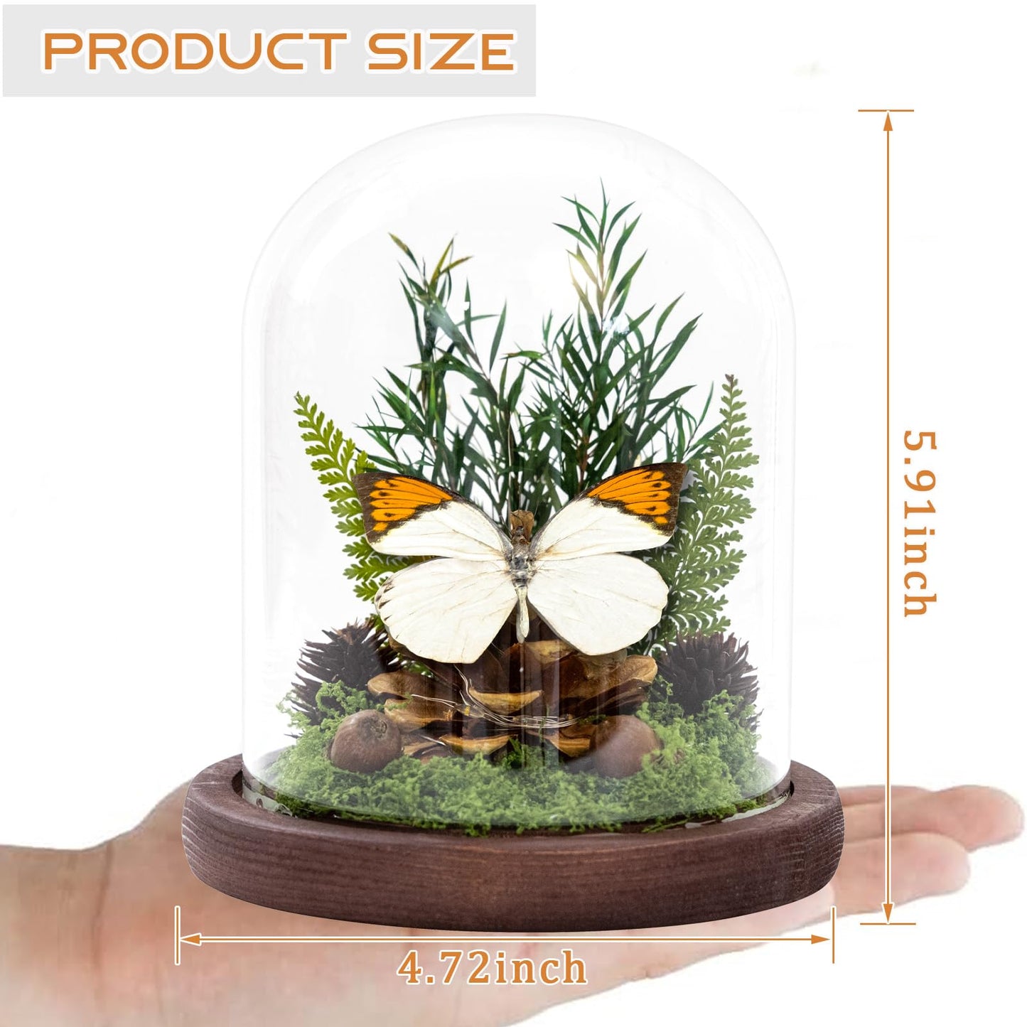 Glass Taxidermy Butterfly Shadow Box, Butterfly Gifts for Women Girls with Glass Cover, Light Up Butterfly Decor for Bedroom Office Living Room Desk (Not Include Battery)