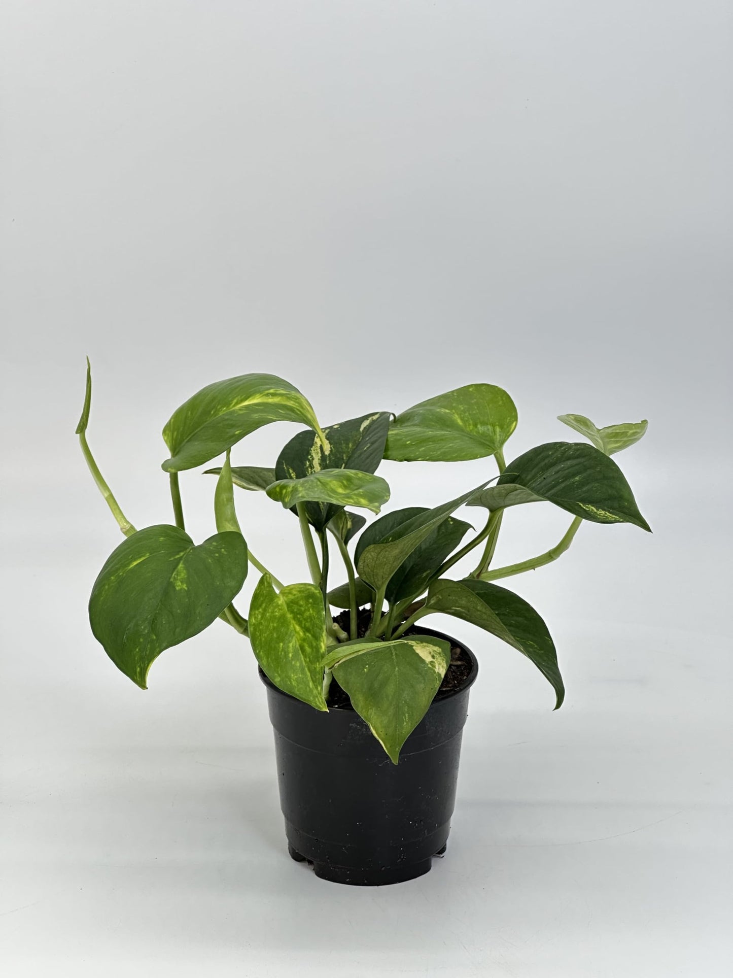 Live Pothos Vining Plant in 5” White Duo-Tone Decorative Metal Pot | Indoor Houseplant, Easy Care| Low Maintenance Plant, Air-Purifying Houseplants