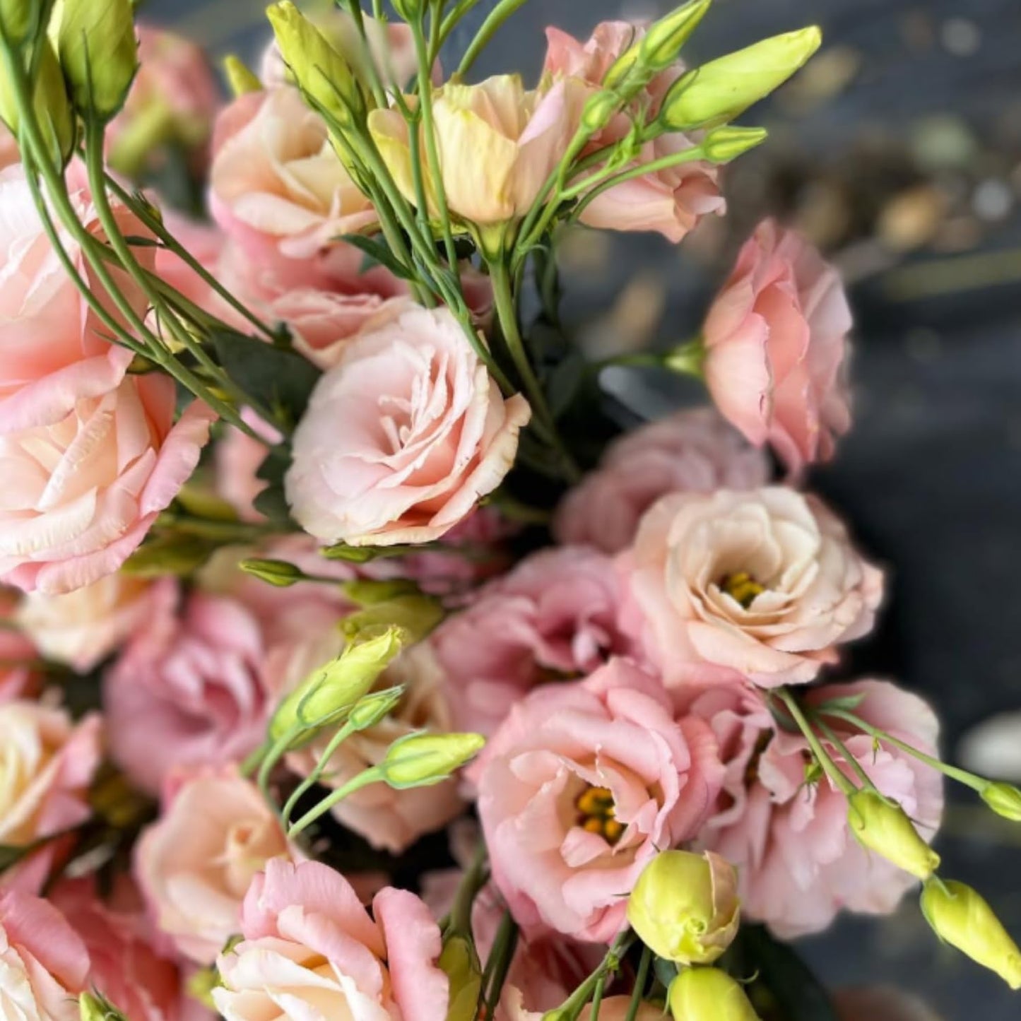 Apricot Lisianthus Eustoma Lisianthus Live Plant, Flowers Well Rooted Plug, 3-5'' Tall, Rose Plant for Landscape