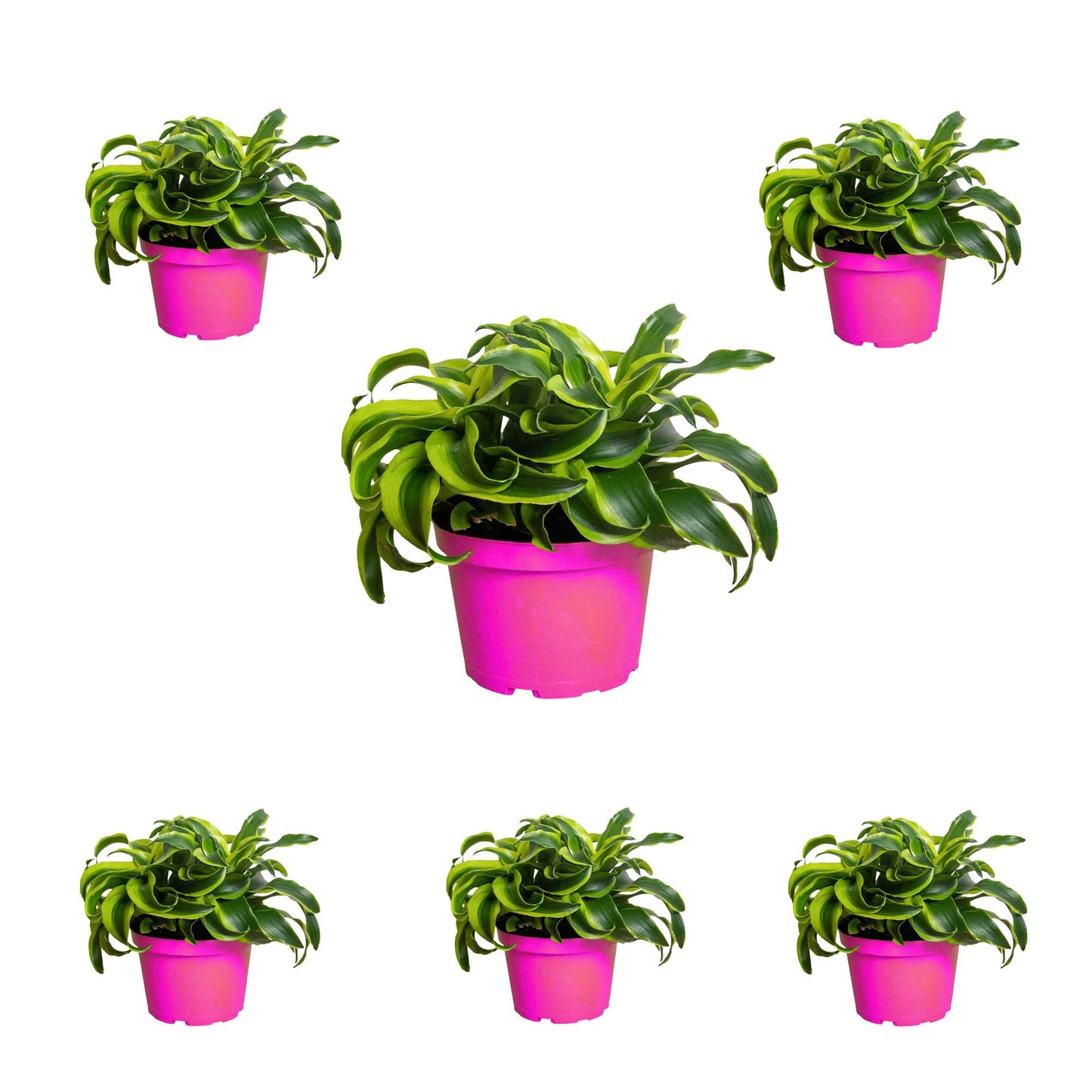 6 Pack Dracaena 'Tornado' in 4in Pot - Live Plants Tropical Houseplants | Variegated | USA Growers | The Snobby Leaf