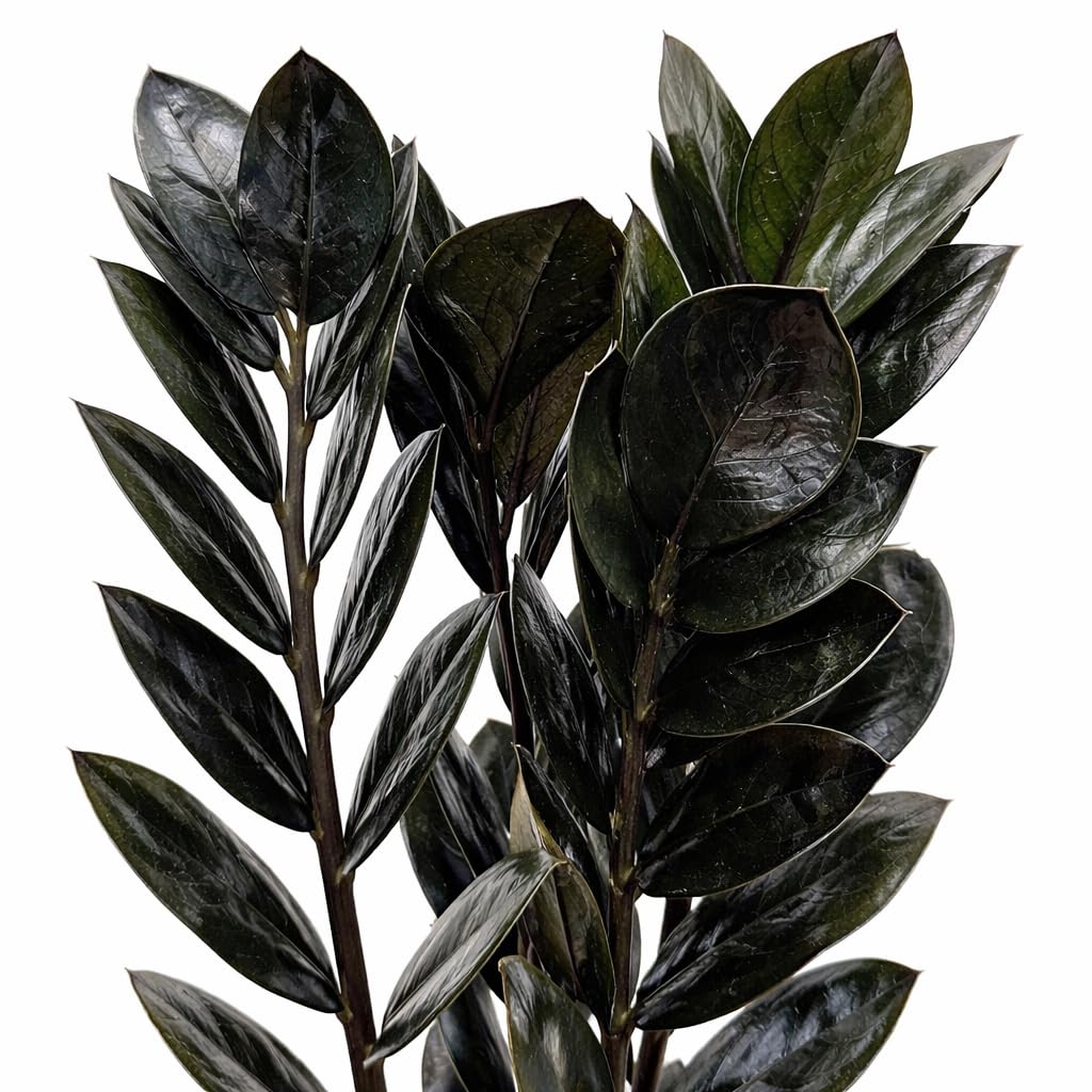 Black ZZ Plant Live Indoor Houseplant in 6 Inch Pot, Raven ZZ Plant, Zamioculcas Zamiifolia, Low Maintenance Potted Plant for Home and Office