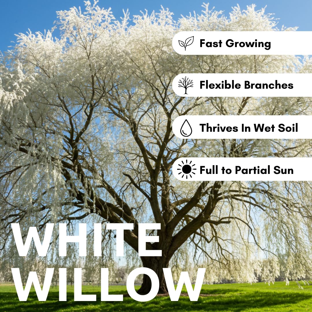 One White Willow Tree - Silver Leafs Shimmer in The Sun - One Cutting to Grow, Beautiful Outdoor Shade or Privacy Trees