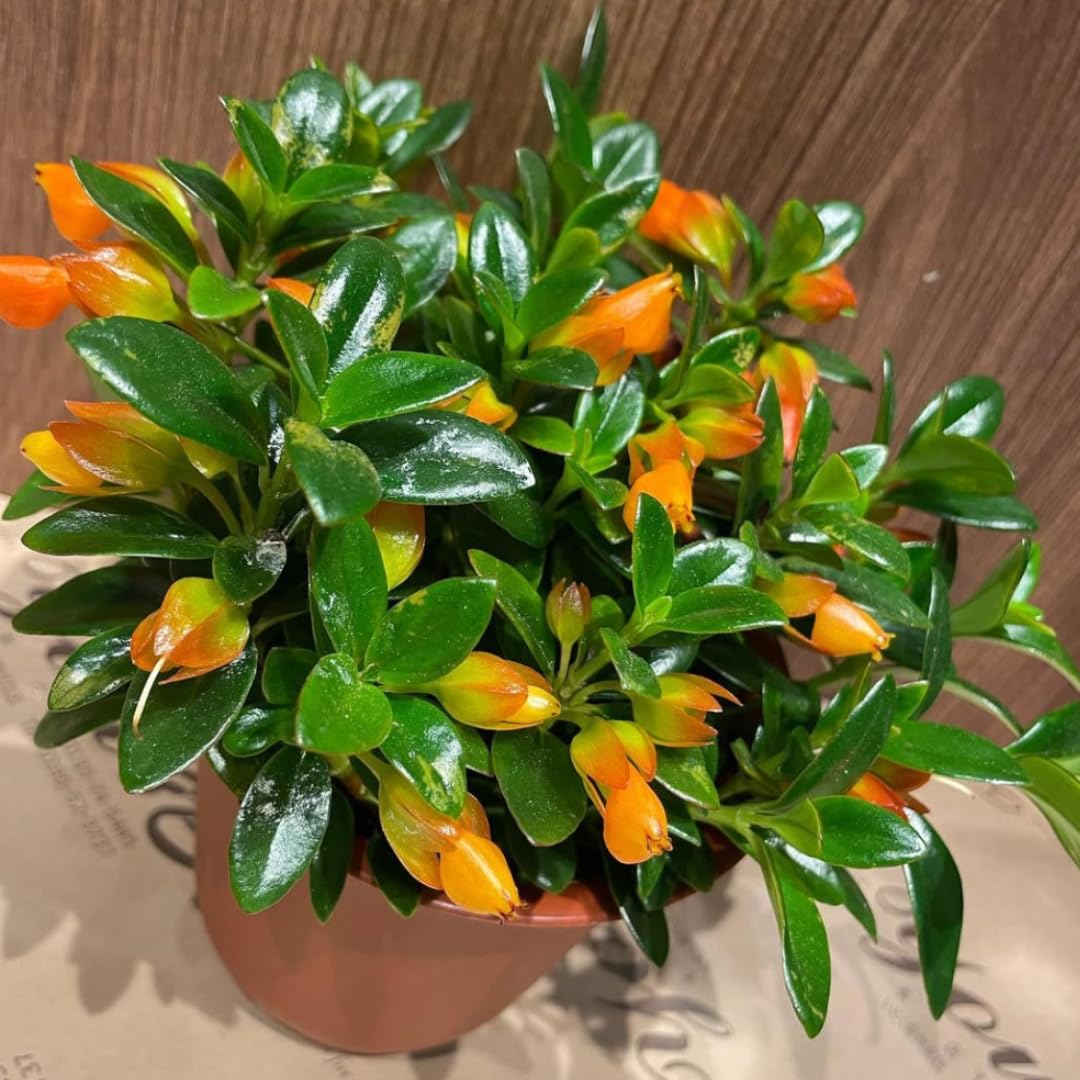 Tropical Goldfish Plant Live, 4" Potted Trailing Houseplant for Indoor or Patio Hanging