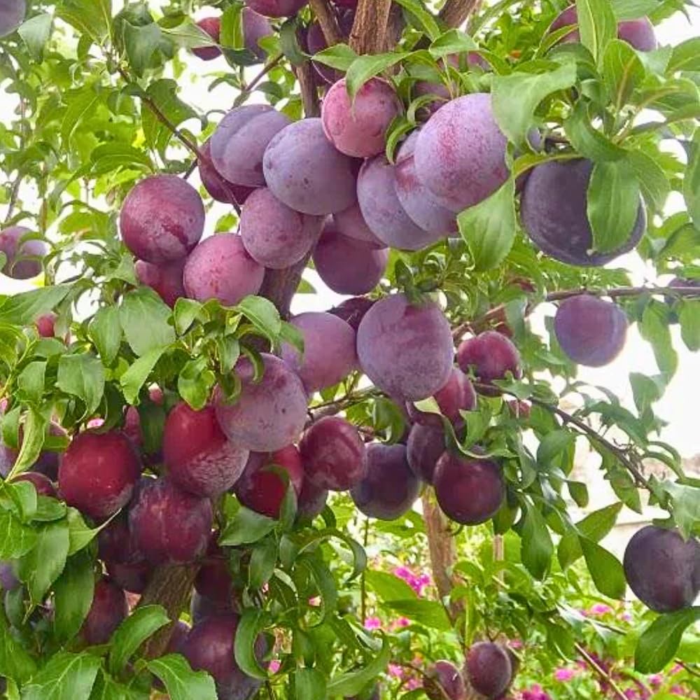 Plum Tree, Plum Live Plant, Sweet Fruit Plant, Live Fruit Tree for Outdoor Planting, 3 Feet Tall in 3 Gallon Pot, No Ship to CA (Red Purple)
