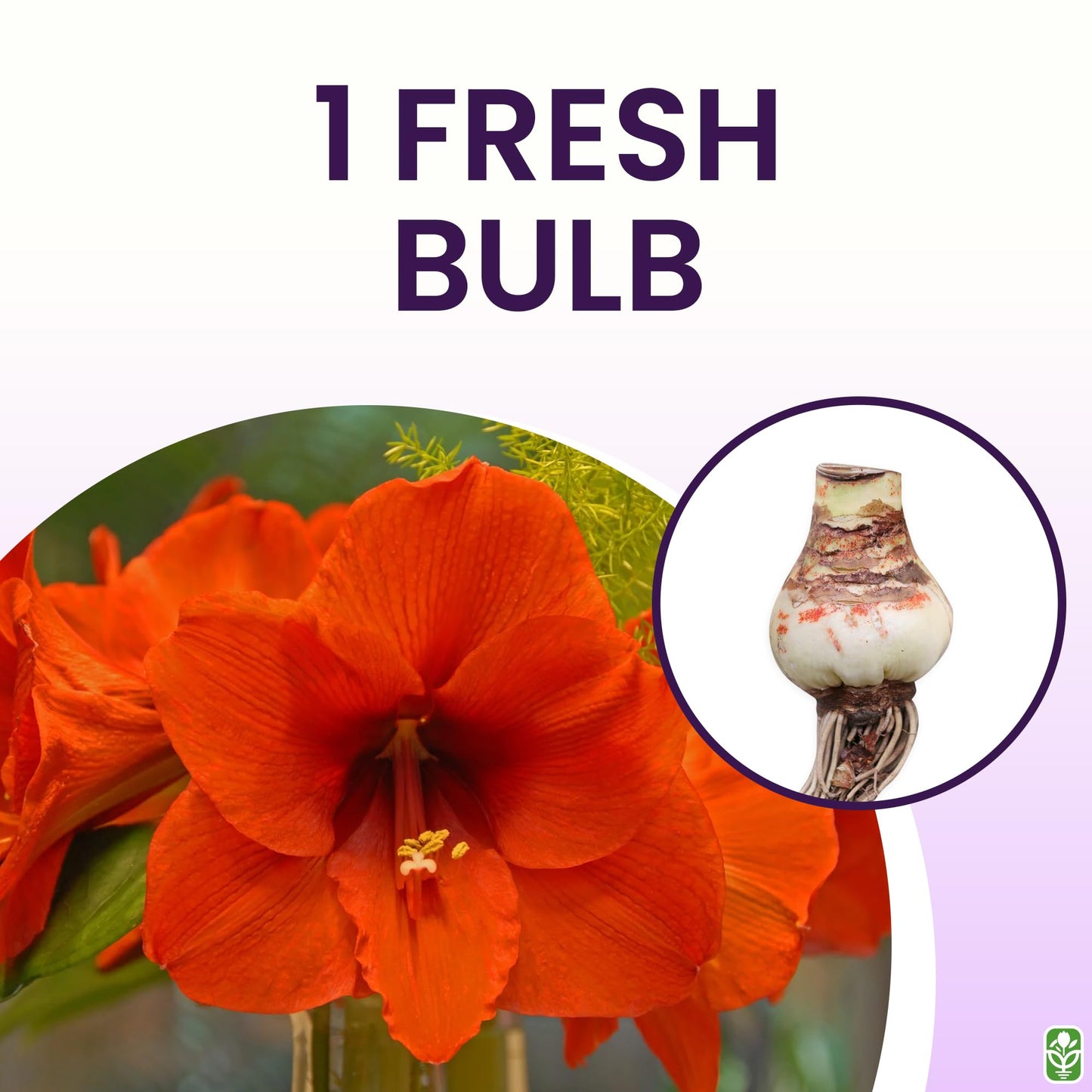 Orange Sovereign Amaryllis Bulb – Large Bulb for Planting, 4-8 Blooms, 16–24" Tall – Elegant Indoor & Outdoor Plant – Ideal for Seasonal Decor – Low-Maintenance Amaryllis Bulb (Not in Wax)