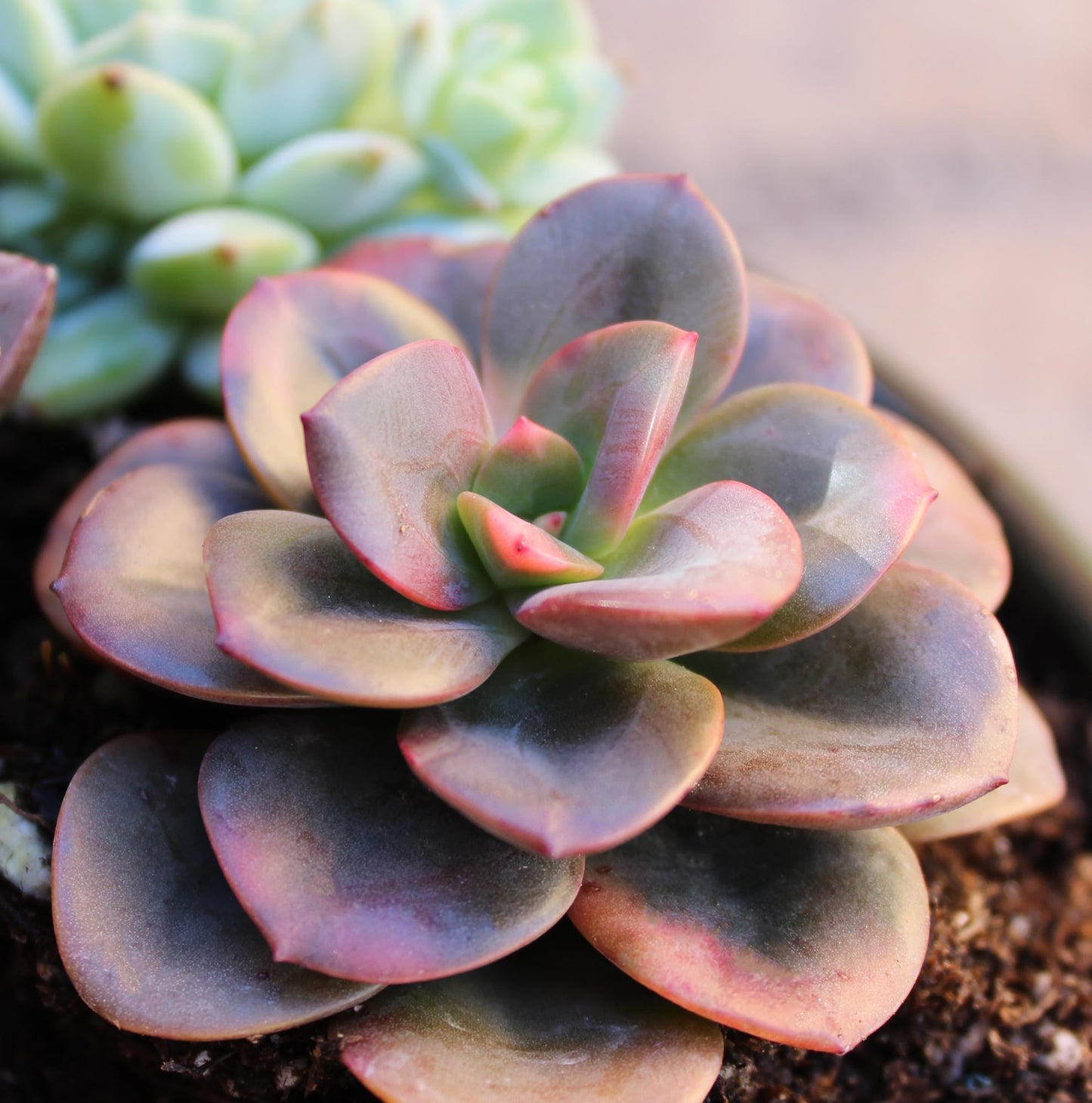 Altman Plants Variegated Succulent Plant Collection (4PK) Mini Succulents, Colorful Succulent Plants, Live Succulents, Multicolor Succulents, Variegated Live Plants & House Plants in 2.5" Pots