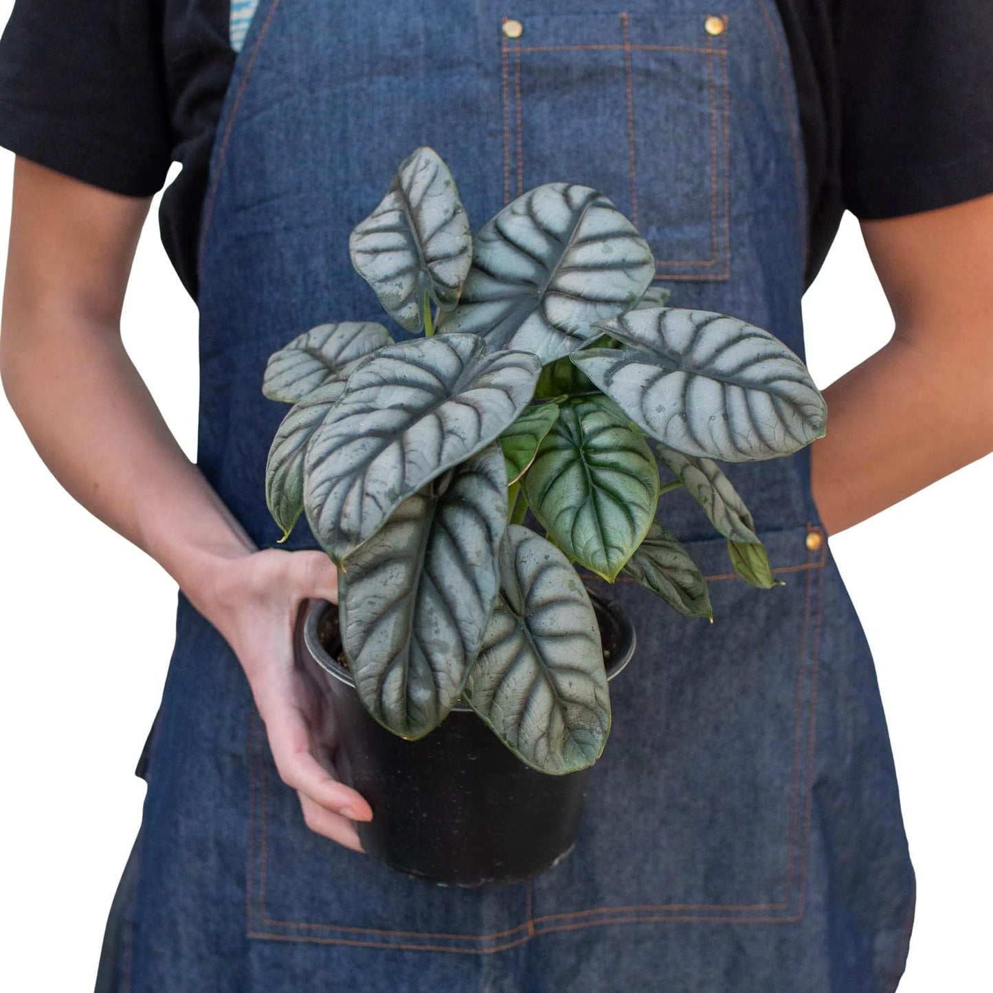 Alocasia Silver Dragon | Live Plant for Indoor & Outdoor | for Living Room, Office, Bathroom | (6" Pot)