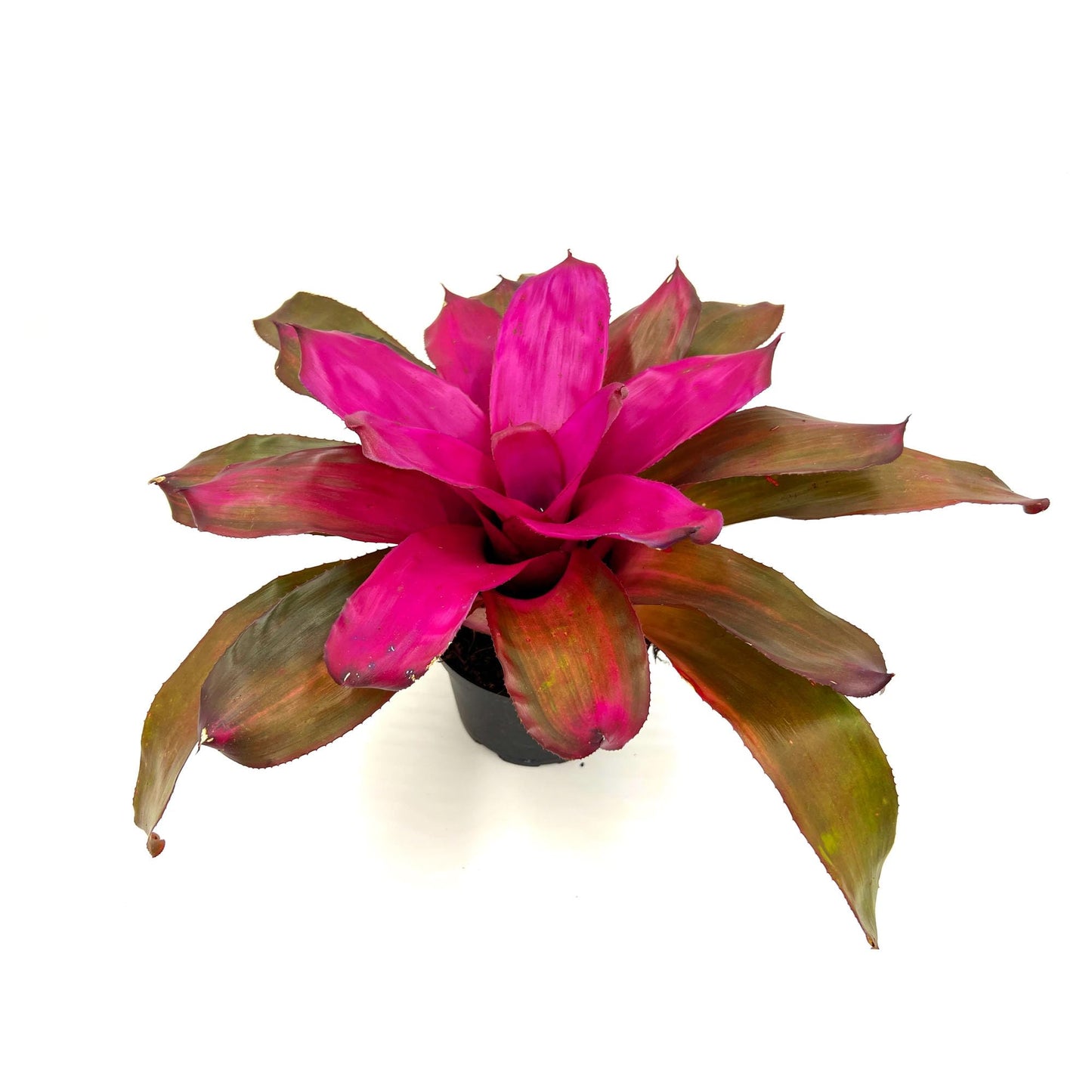 ragnaroc Live Plants – Bromeliad Neoregelia Tatiana, 8-12" in 6" Pot - 1ct - Live Arrival Guaranteed - House Plants for Home Decor & Gift