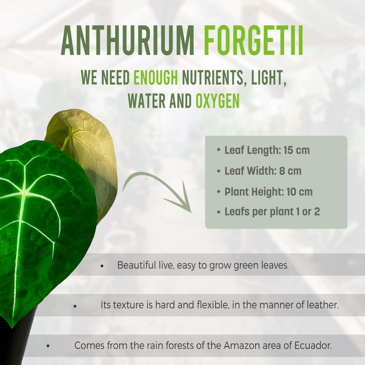 LEAL PLANTS ECUADOR Anthurium Forgetii Unique Dark Live Plant | Low Light Indoor Houseplant | Exotic Aroid for Home Decor