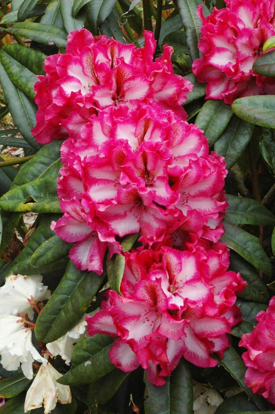 Live Plant - Pomegranate Splash Rhododendron - Starter Plant