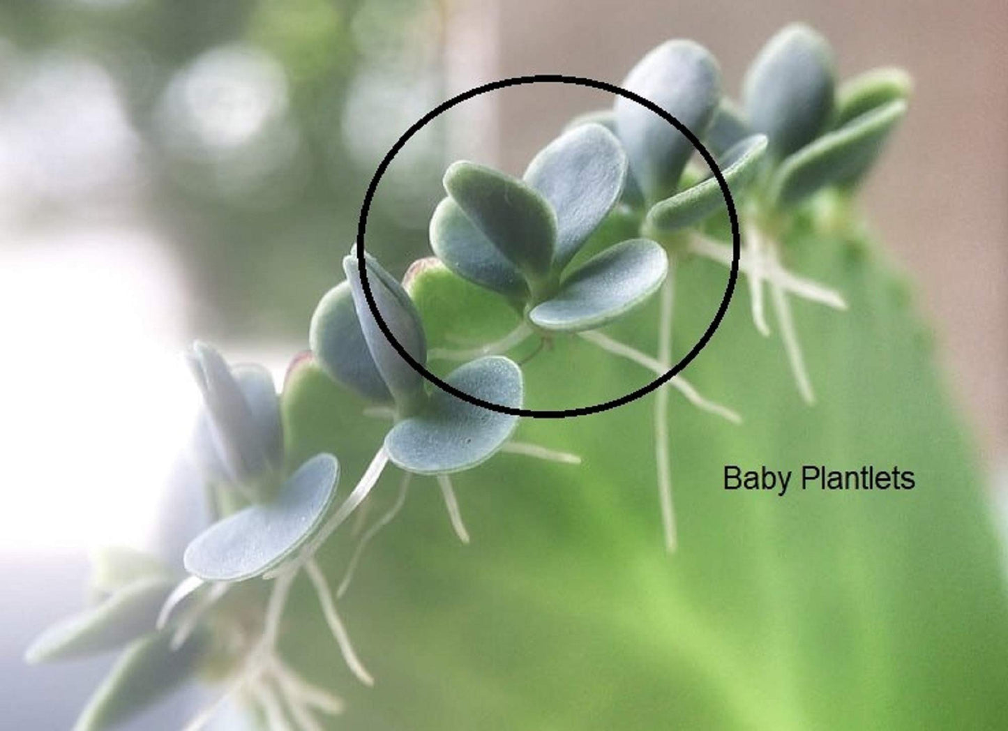 Mother of Thousands Kalanchoe (Medium Adult)