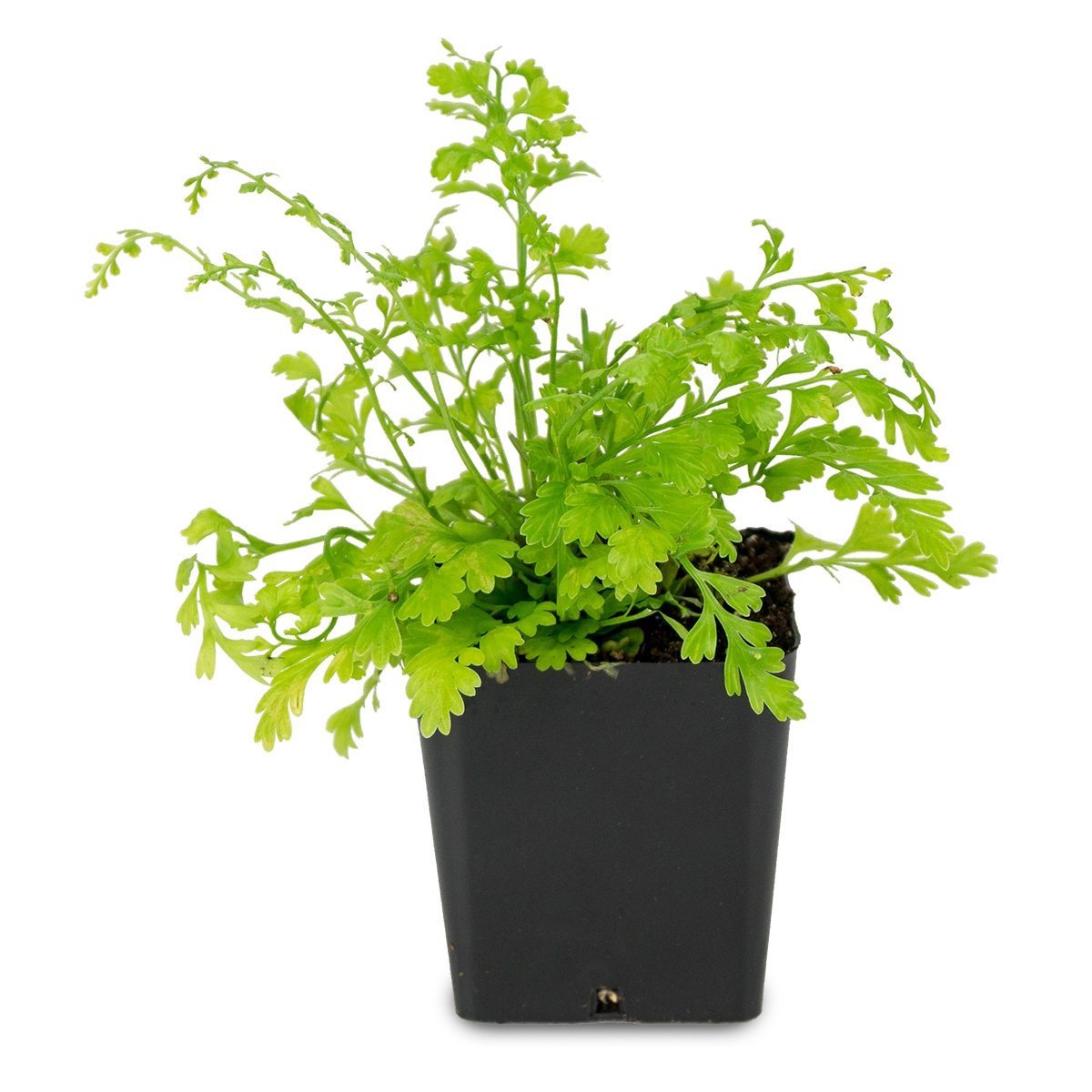 Sprig & Stone Live Mini Ferns Terrarium Plants (Mother)