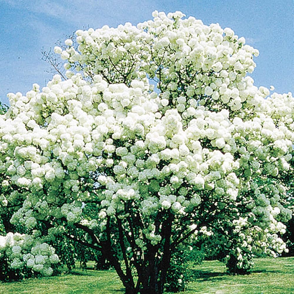 Old Fashion Viburnum Plant Live for Planting, Snowball Viburnum Shrub Viburnum Bush Flowers in 4 Inc Pot, Viburnum Tree Ready to Grow