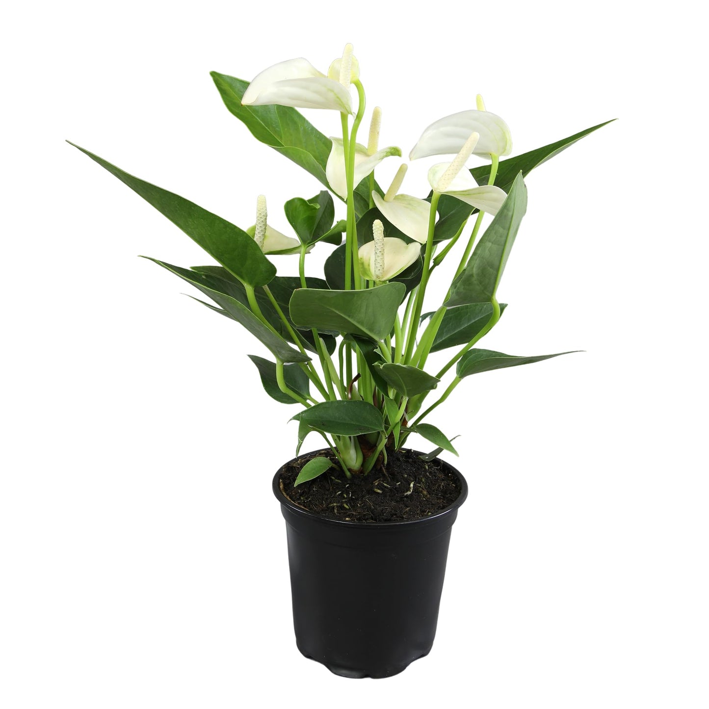 White Anthurium Live Plant (Approx. 11-14" Tall), Real Flowers/Unique House Plants in 4" Nursery Pot, Floral Desk Plant, Air Purifying Plants & Cool Gifts for Plant Lovers by Plants for Pets