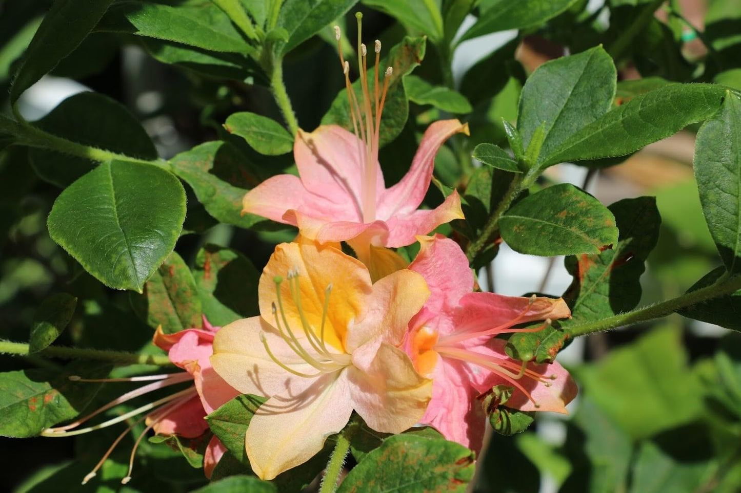 Live Plant - Garden Rainbowpink & Yellowazalea Rhododendronrooted Plantmay Be Dormant!