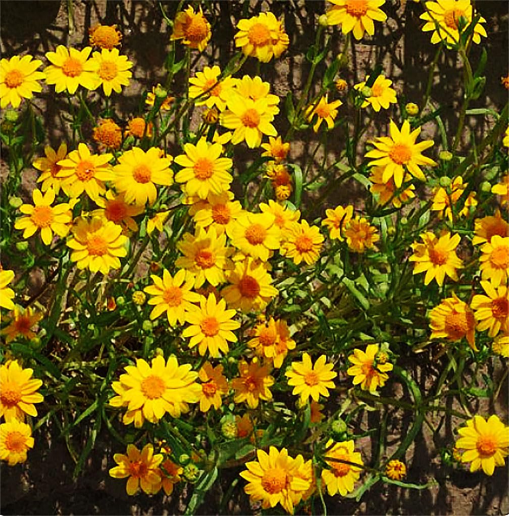 1200 Goldfields Seeds - Carpet of Low Growing Yellow Daisy Type of Wildflower for Sandy and Dry Clay Soils