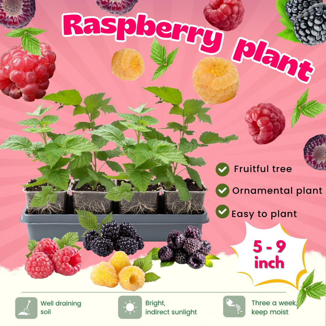 4 Mixed Raspberry Plants Live, 5-9 Inch Tall, Raspberry Fruit Trees for Outdoor Growing, Raspberry Seedling