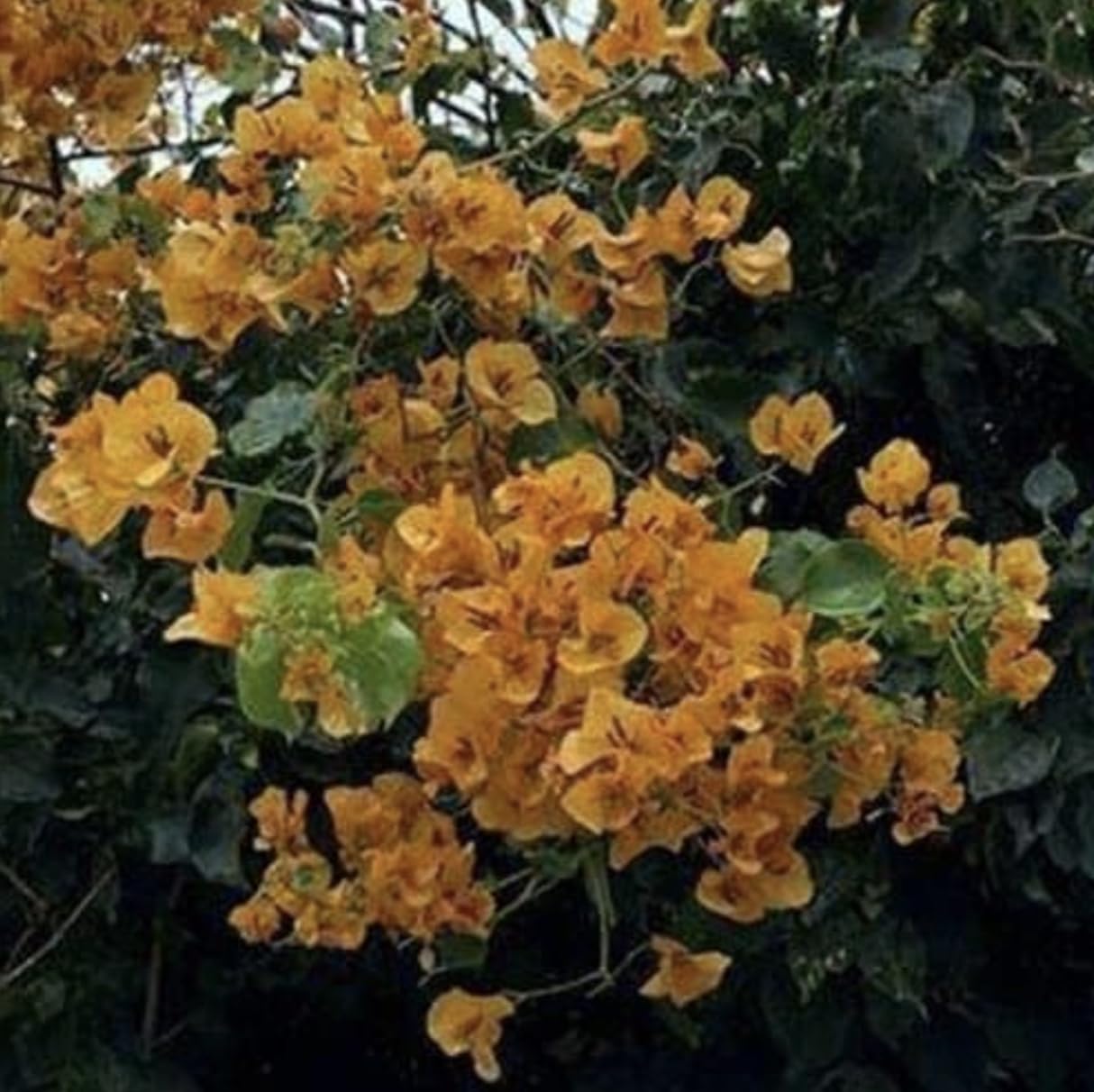 Yellow Bougainvillea Live Plants - 2 (Two) California Gold Bougainvillea 4 to 6 Inches Starter Plants - Live Bougainvillea Plants - Live Flower Plants