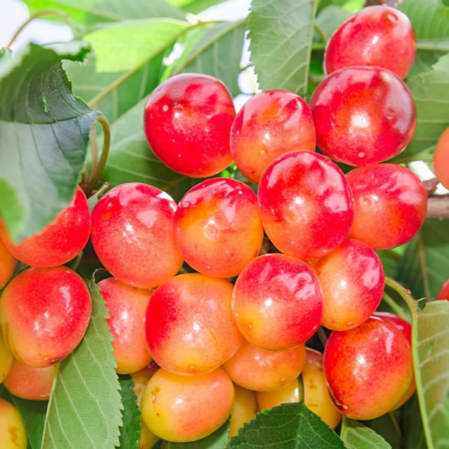 30+ Cherry Tree Seeds for Planting, Heirloom & Non-GMO Sweet Juicy Fruits Outdoor Garden Planting Great Gardening Gift