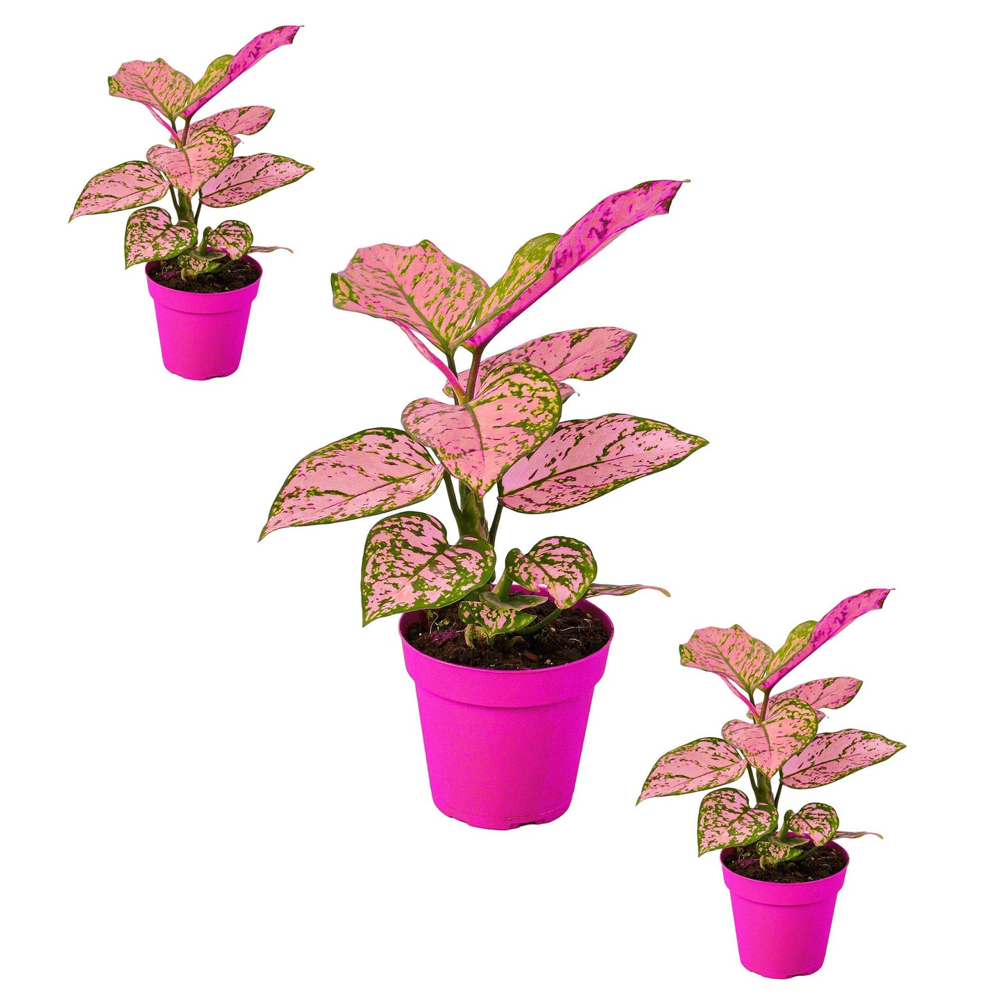 3 Pack Chinese Evergreen 'Lady Valentine' in 4in Pot - Live Plants Tropical Houseplants | Variegated | USA Growers | The Snobby Leaf