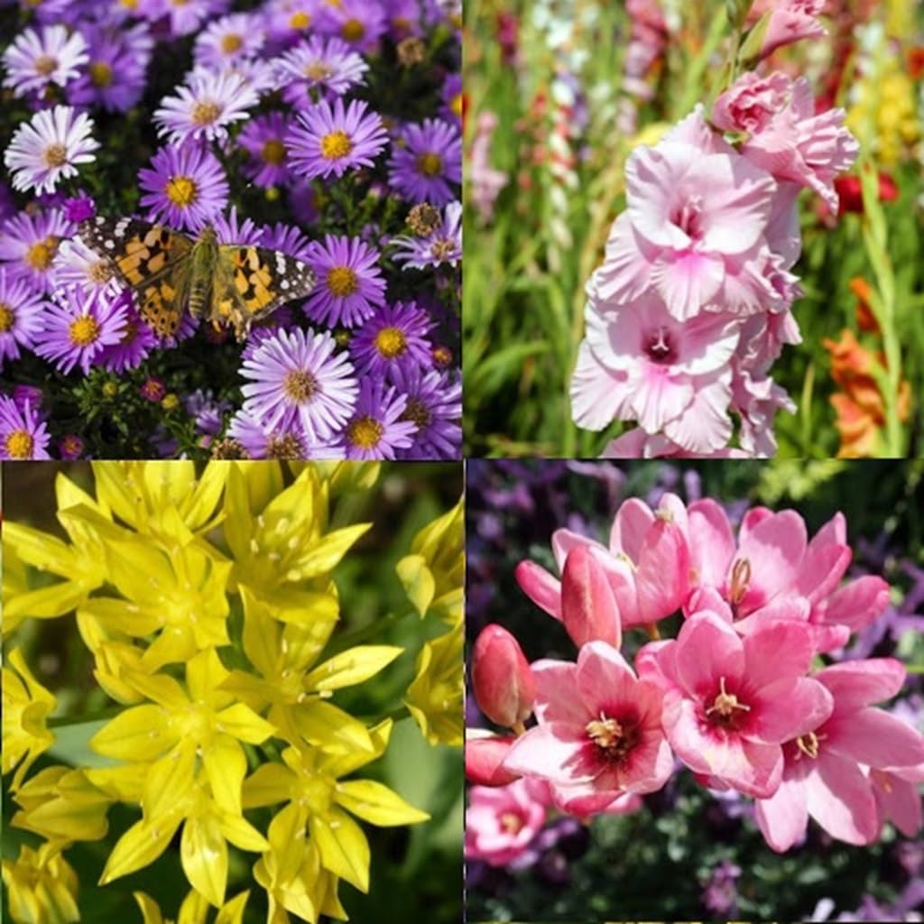 Premium Spring Flower Blub Collection100 Bulbs - Attracts Bees, Butterflies & Hummingbirds - Easy to Grow Perennials - 1000's Sold | Easy-Care | Perennials | Deer Resistant