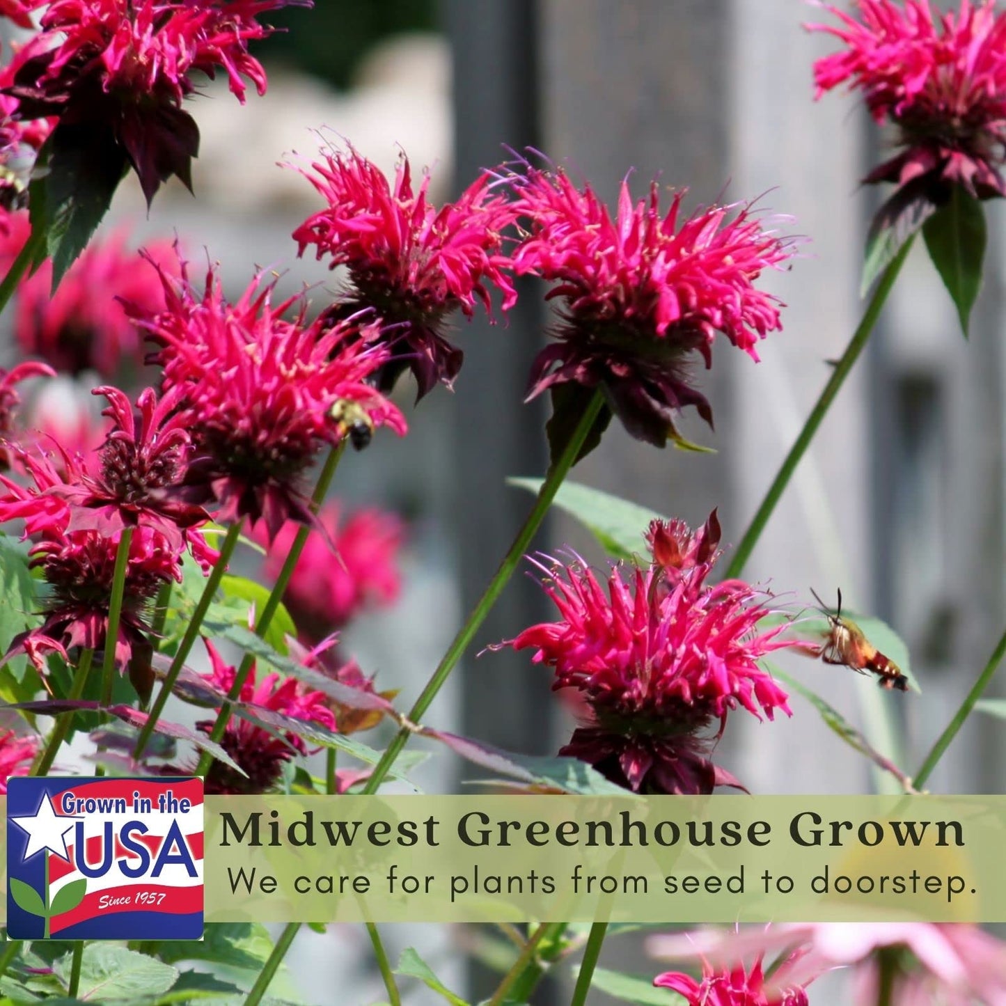 Clovers Garden Bee Balm Jacob Kline (Monarda) Plants – Two (2) Live Plants – Non-GMO - Not Seeds - Each 4" to 8" Tall – in 4" Inch Pots – Hardy Flowering Perennial, Pollinator Favorite (Jacob Kline)