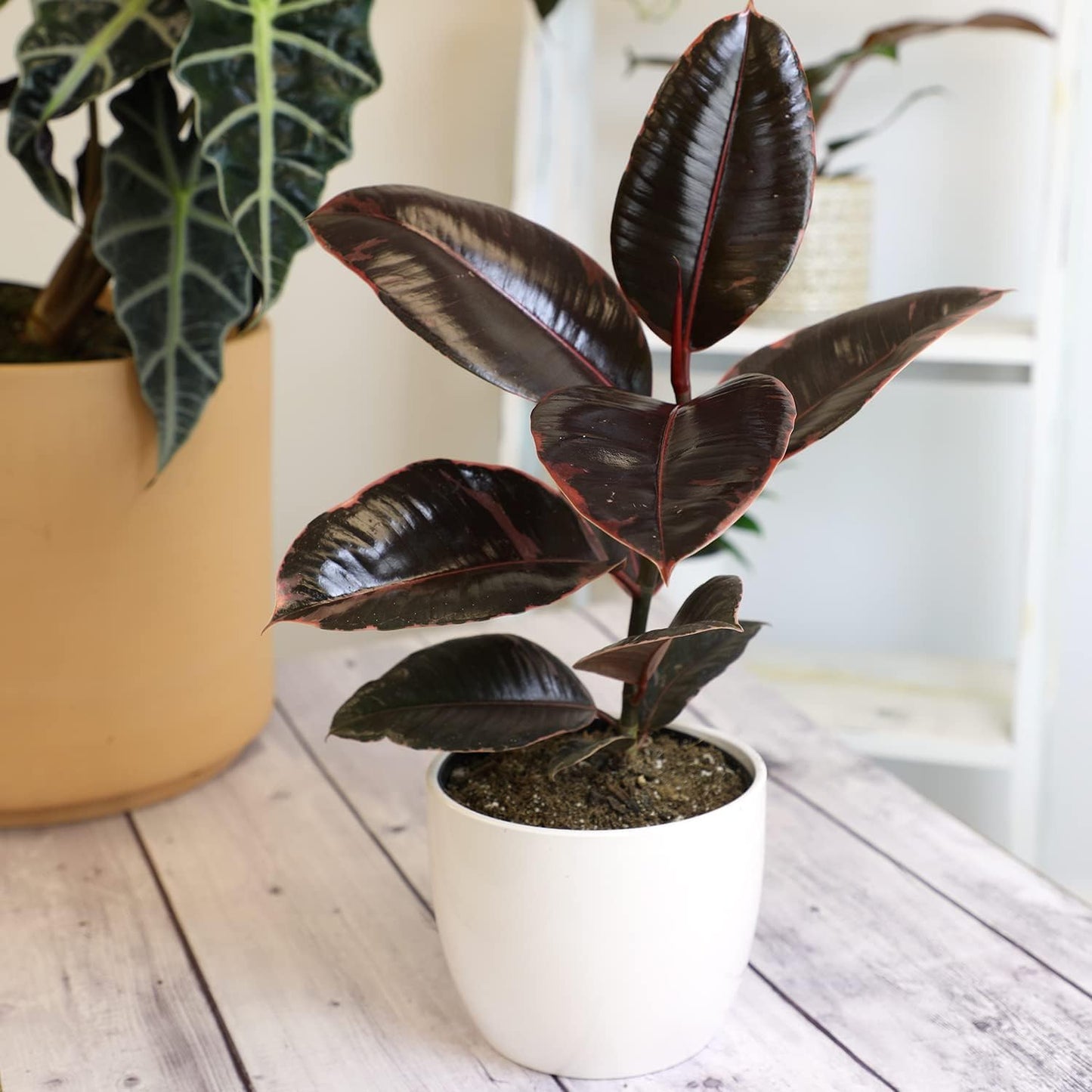Ruby' Ficus Tree Live Plant (Variegated Rubber Plant), Ficus Elastica Live Plant Delivery, Easy Plant, Indoor Plants Live Houseplants, Real Plants, Live Plants Indoor Plant Decor by Plants for Pets