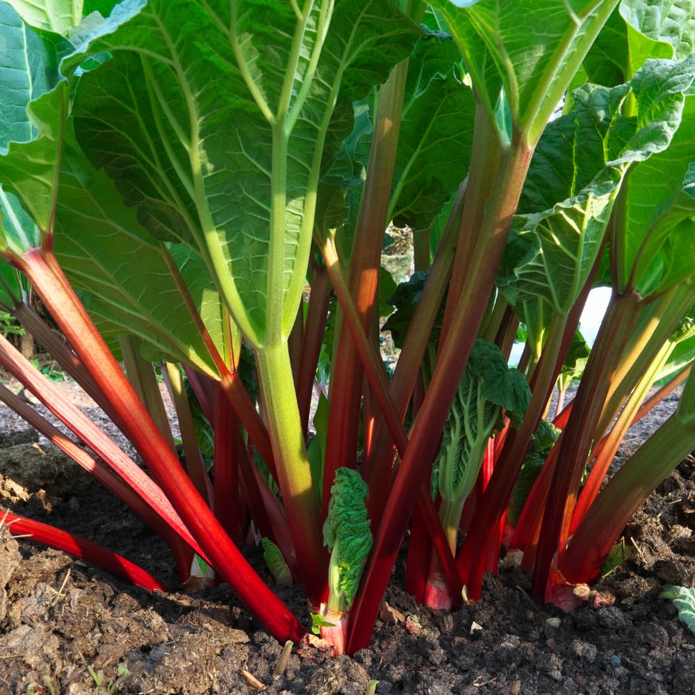 Rhubarb Plants Root for Planting, Hardy & Sweet Red Cherry Rhubarb, Large Crown 6–7 Inch, Easy to Grow for Beginners, Fast-Growing Perennial for Home Gardens