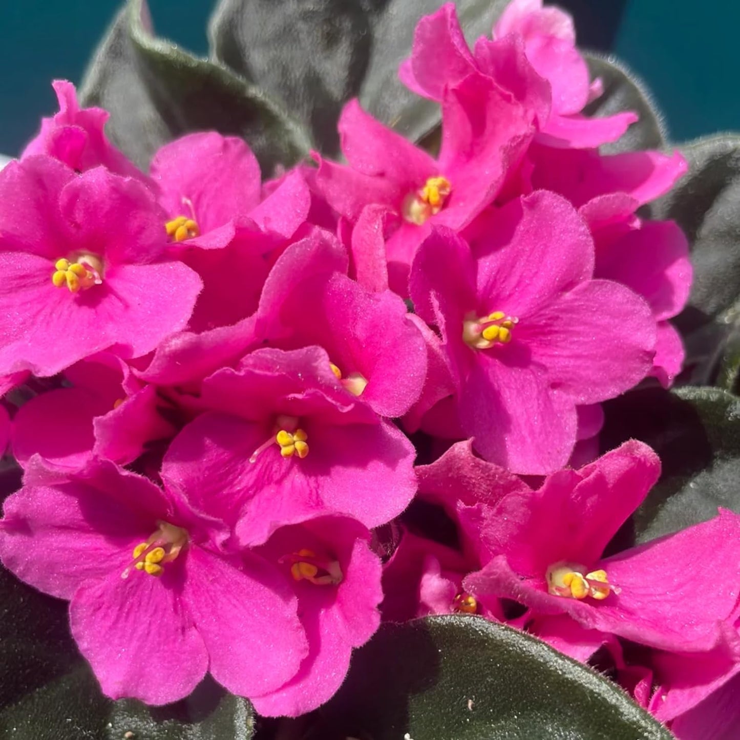 Pink African Violets Live Plants, 4 Inch Pot African Violet Plant, Vibrant Flowers, Perennial Flowering Houseplant