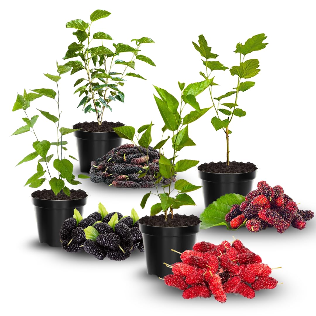 Mulberry Tree Live Plant, Mulberry Plant, Sweet and Edible Mulberries Fruit Seedlings for Patio and Garden, 6 to 8 Inches Tall (Red)