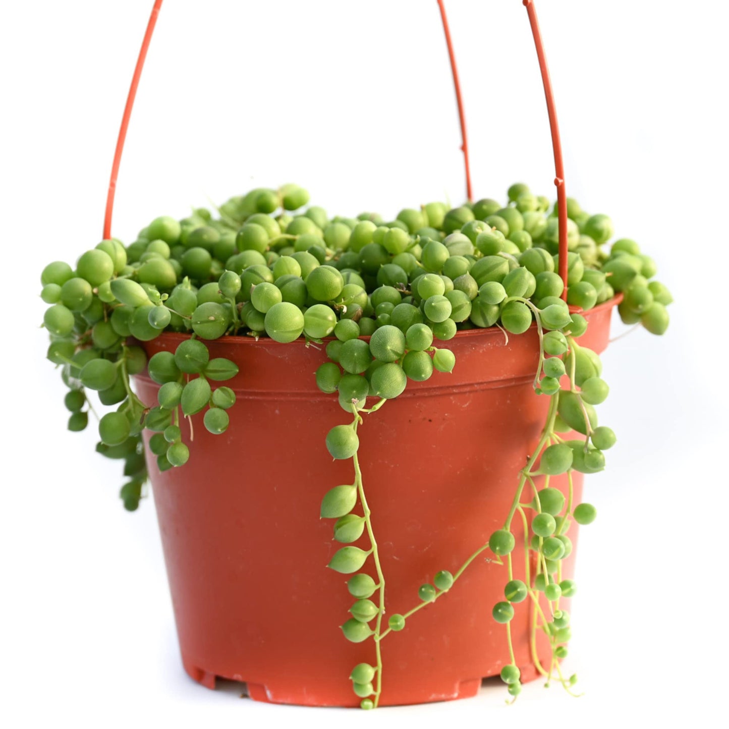 Live Hanging Succulent Plants – Vining Succulent Collection- Fully Rooted Large 6-Inch Hanging Succulent (String of Pearls) (String of Pearls)