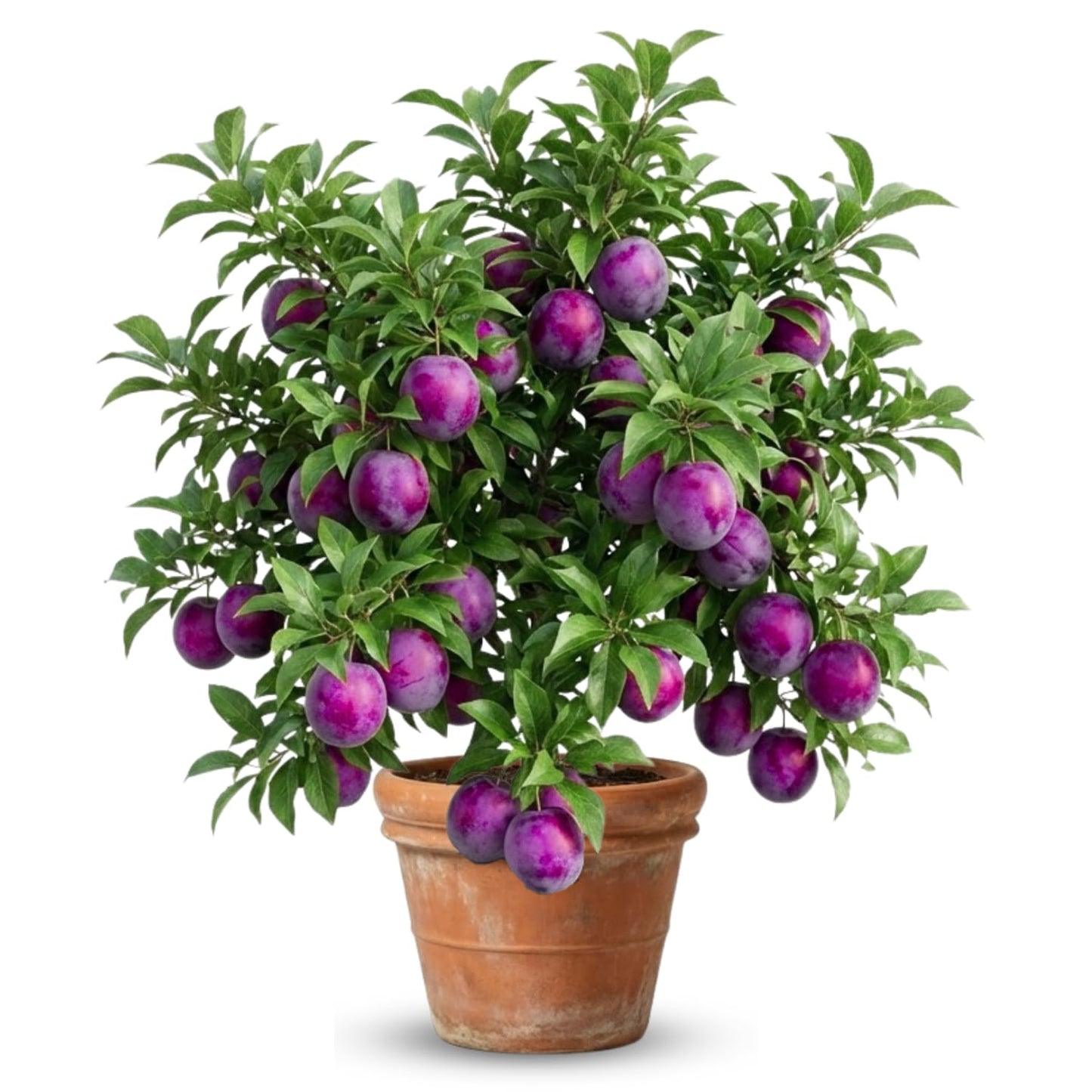 Grafted Plum Tree Live Plant Ready to Bear Fruit, 2-3 Ft Tall in 3 Gallon Pot, No CA, Spring Planting, Fast-Growing and High Yielding (Santa Rosa)