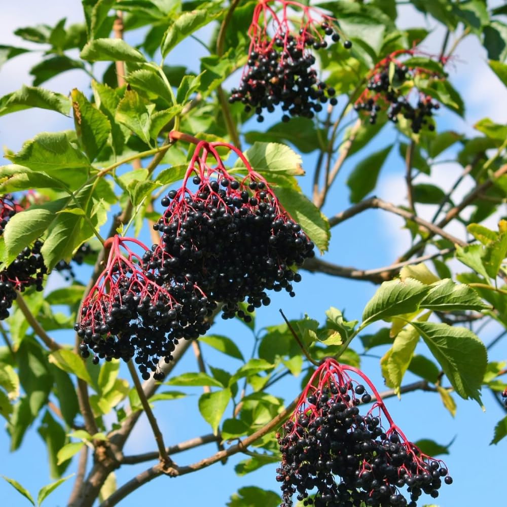 3 Black Elderberry Plants Live, 6-12 Inch Tall, American Elderberry Bush Live Plant, Sweet Elderberries Fruit