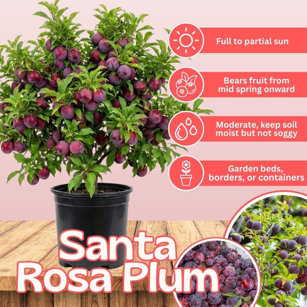 Santa Rosa Plum Tree 2-3 Feet Tall, Red Plum Tree Plant Live in 3 Gallon Pot, Tropical Plums Grafted Trees for Planting Outdoor Garden, No Ship to CA
