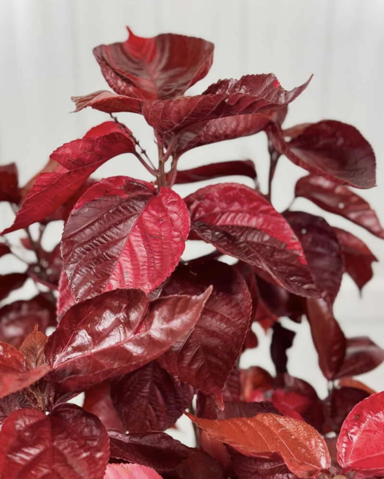 Acalypha Chenille 'Copper Plant' – Pack of 2 Live Starter Plants (4-6 Inches Tall) – Rare Tropical Foliage, Fast-Growing, Container-Friendly, Indoor/Outdoor – Vibrant Year-Round Color