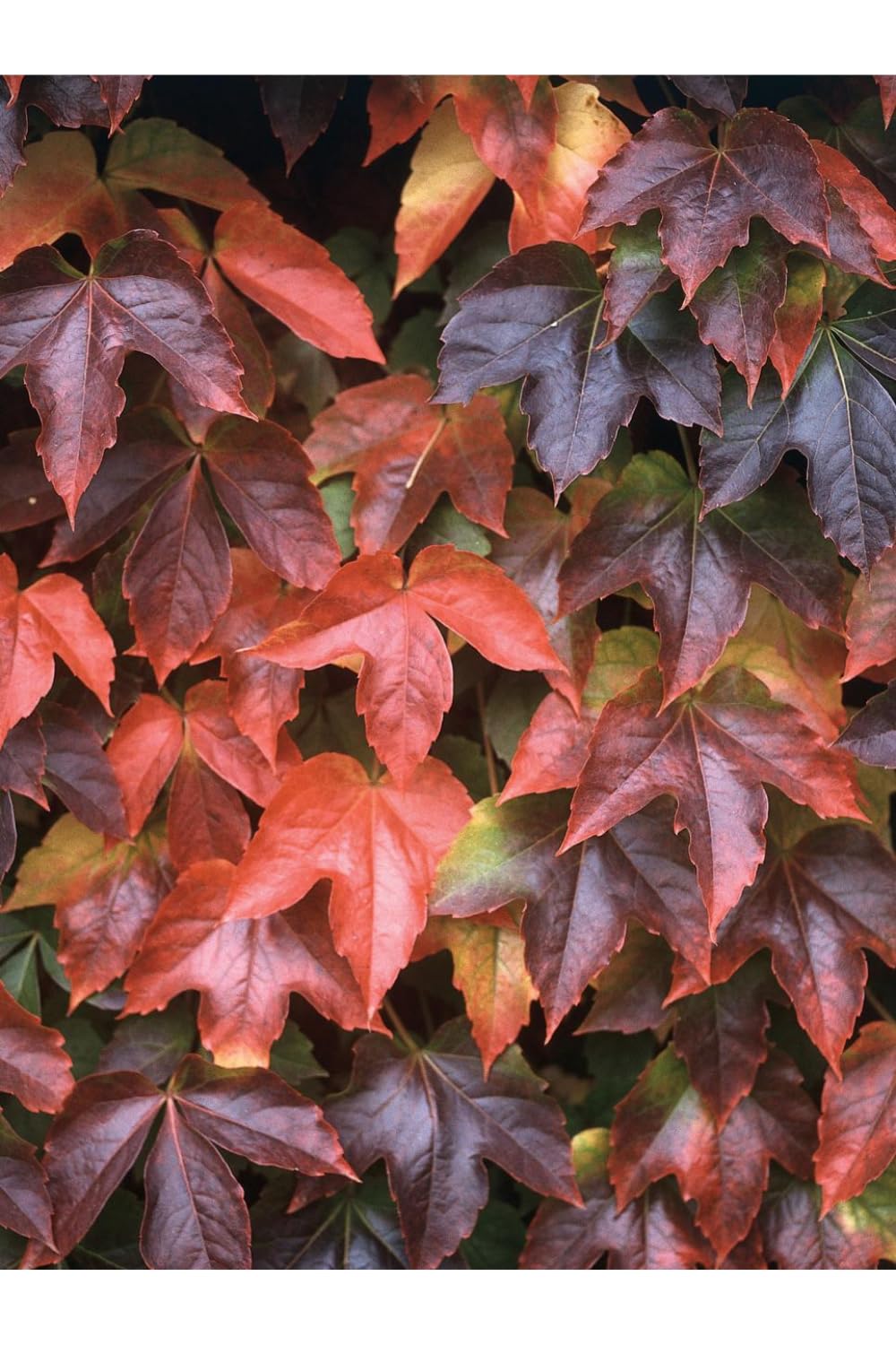 Boston Ivy Plant - Parthenocissus ticuspidata Veitchii - 2.5" Pot